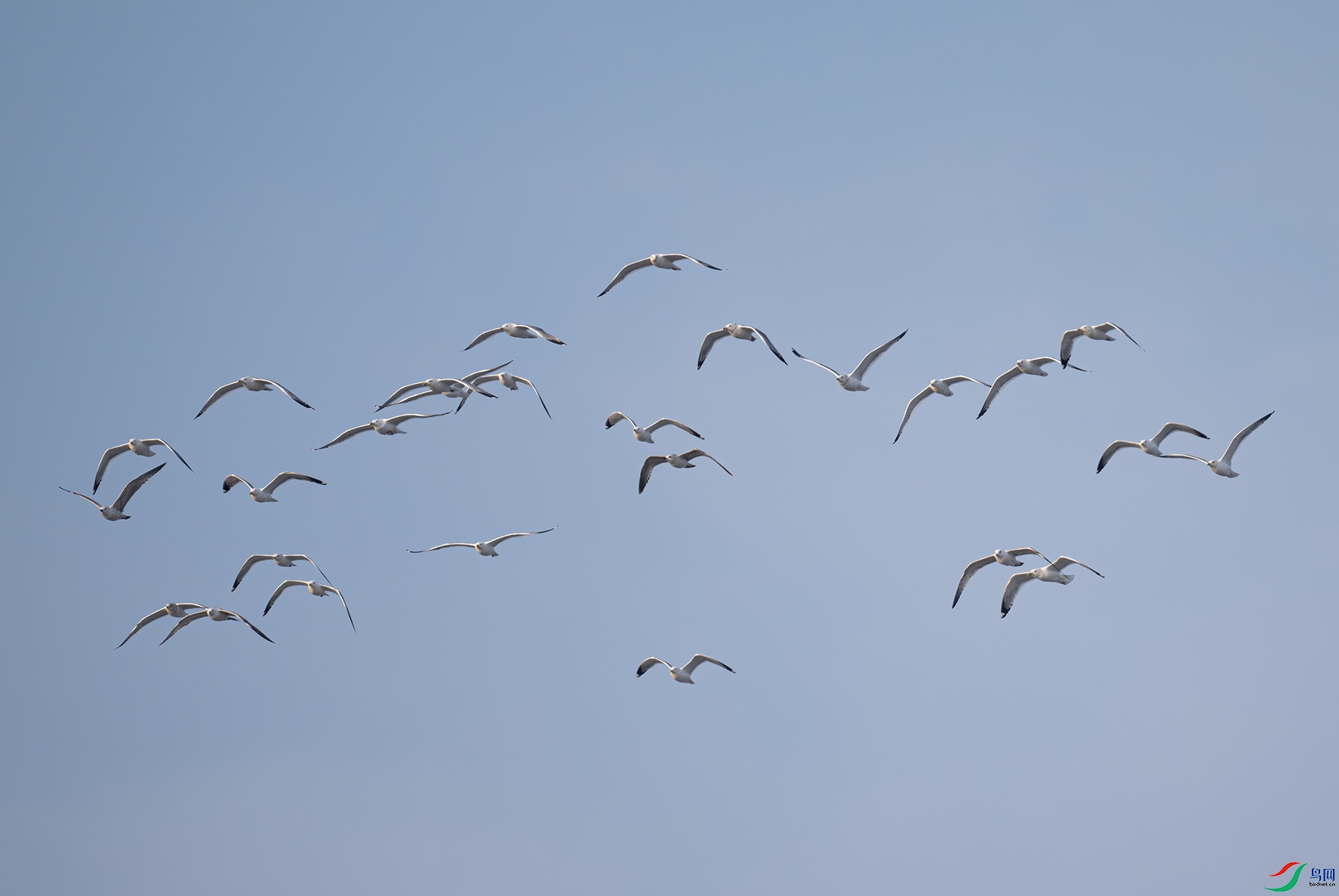 _DSC8751f.jpg