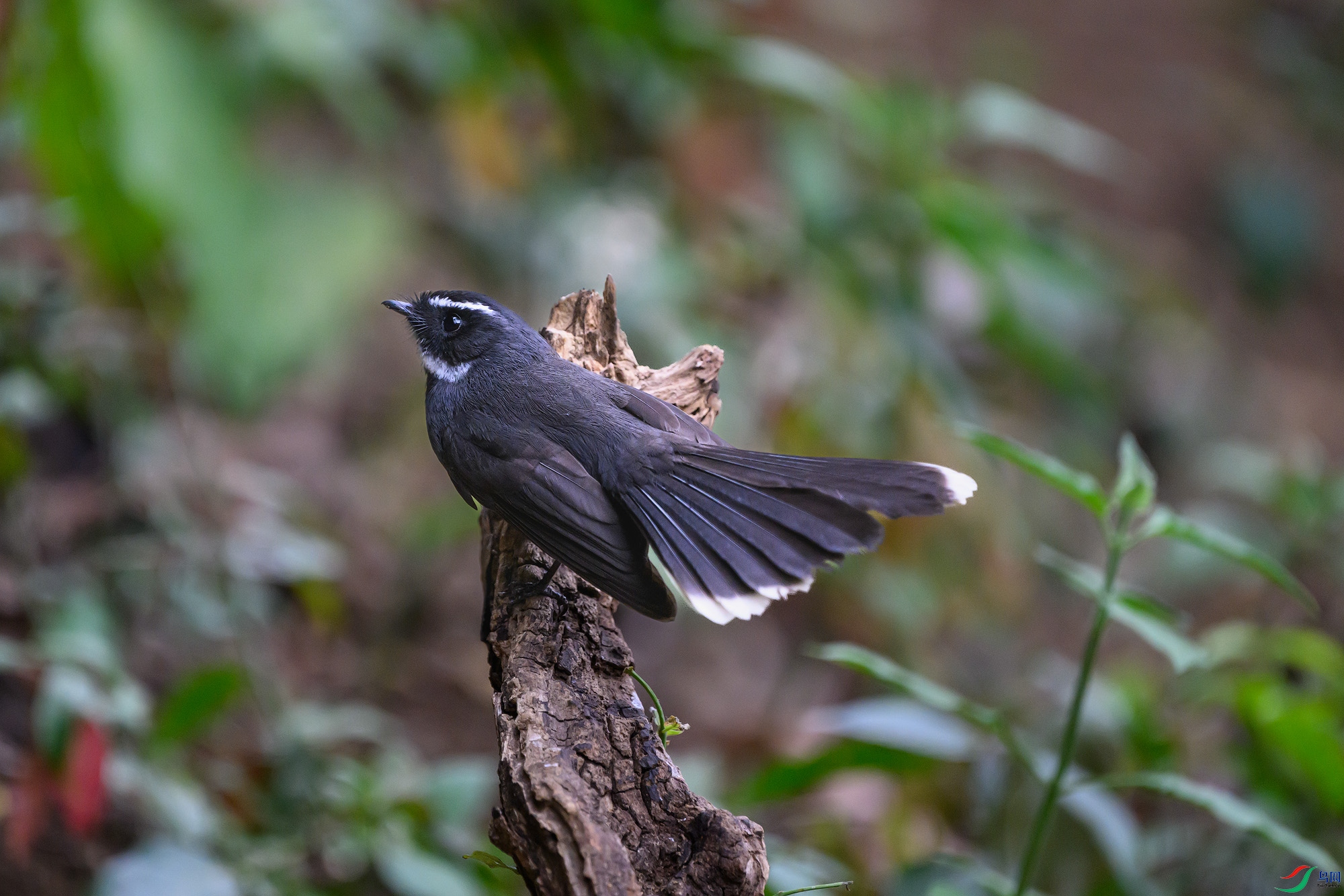 _DSC8509a ����.jpg