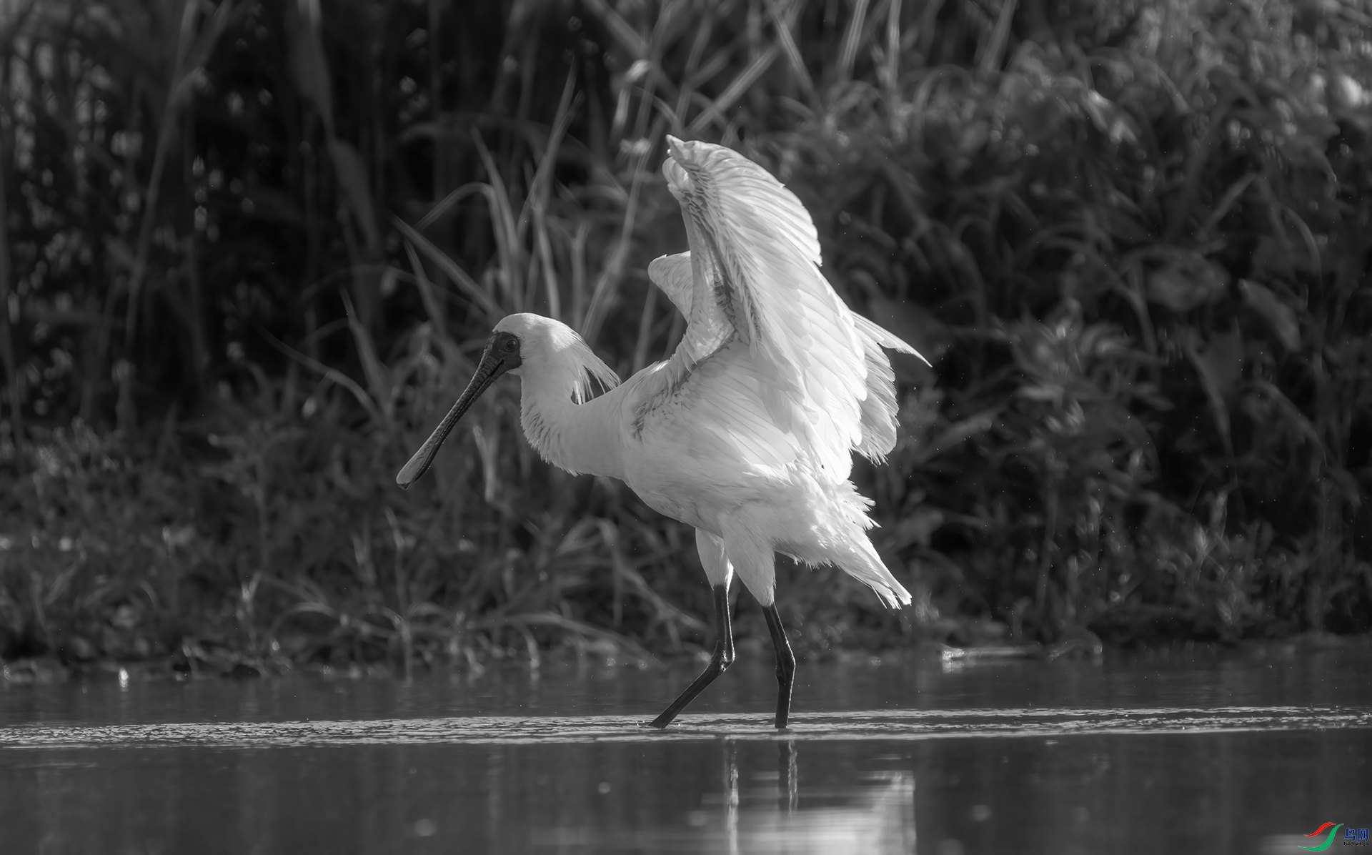 DSC01071 ����.jpg