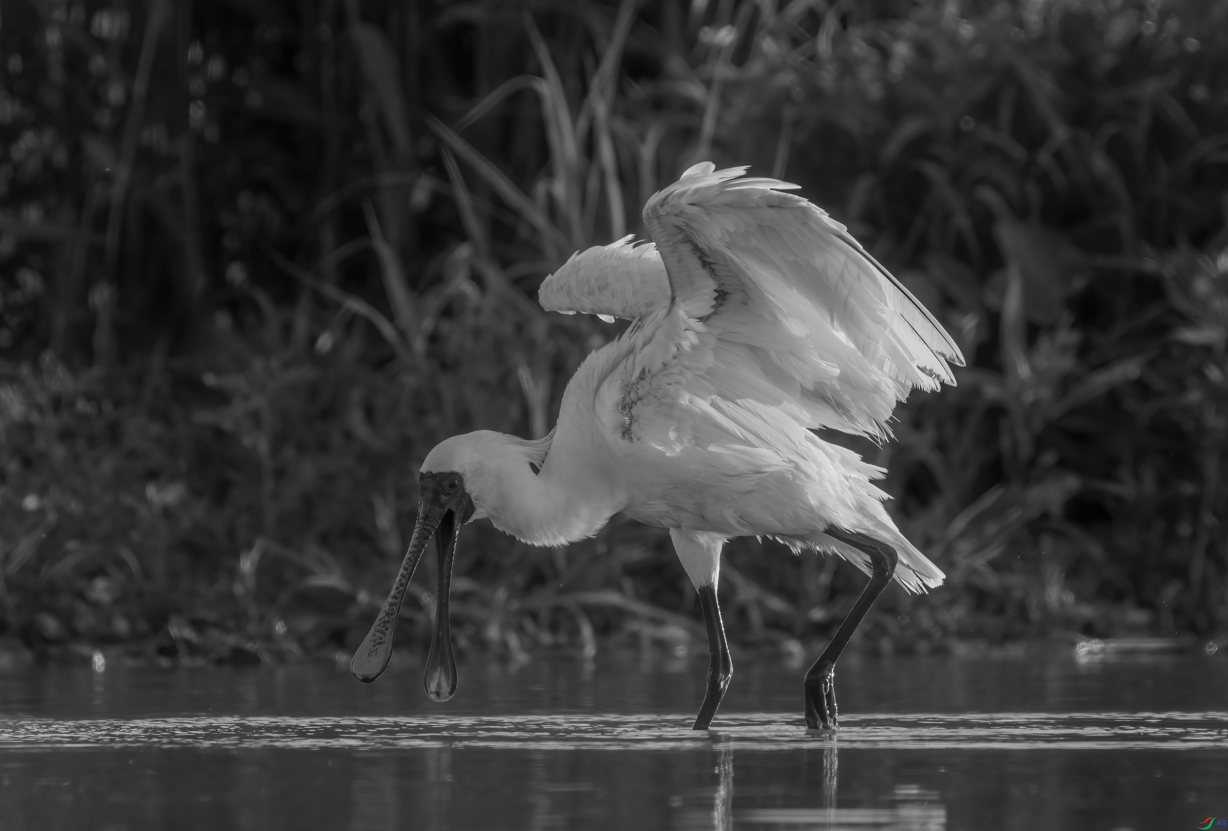 DSC01073 ����.jpg