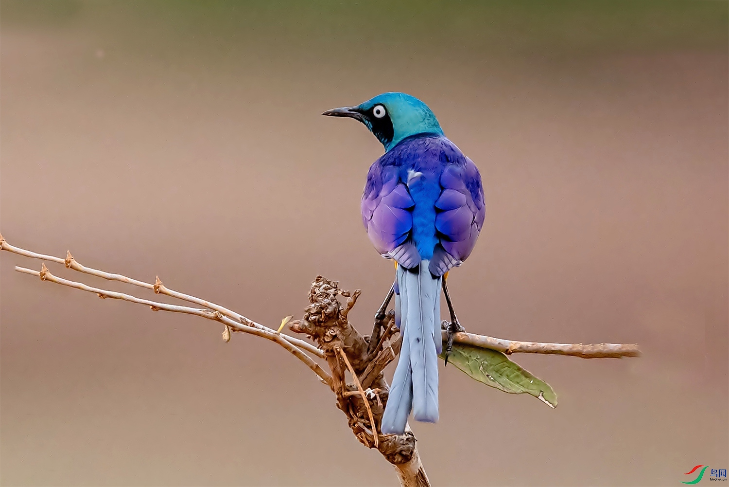 DSC_8681.jpg