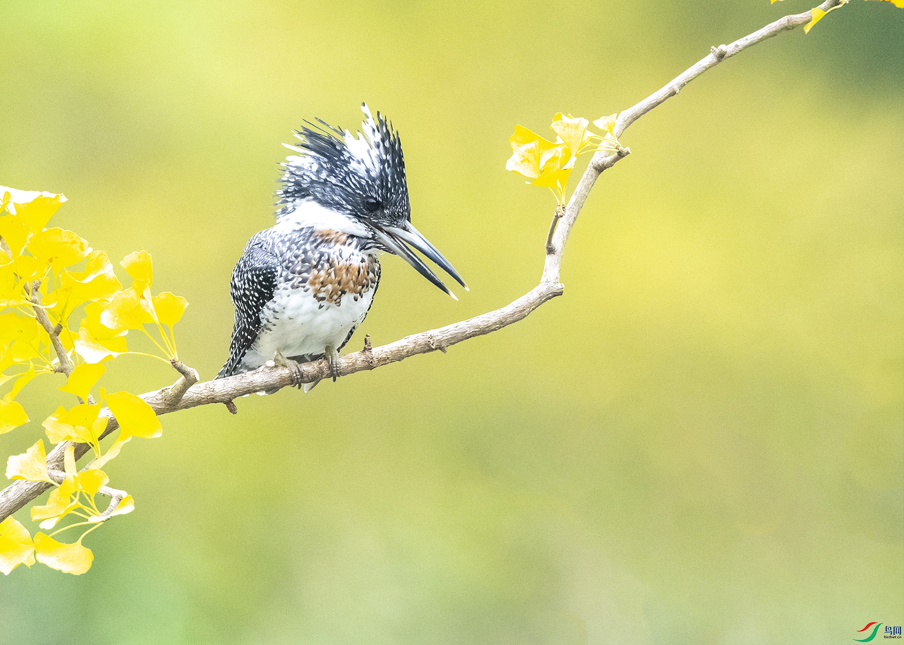 8130 ����.jpg