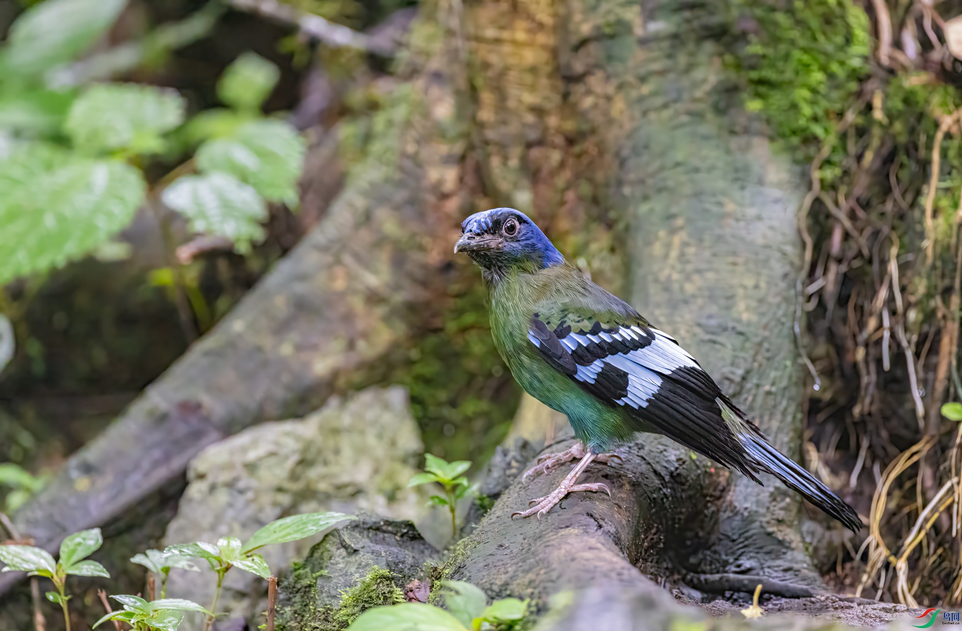 IMG_2387a.jpg