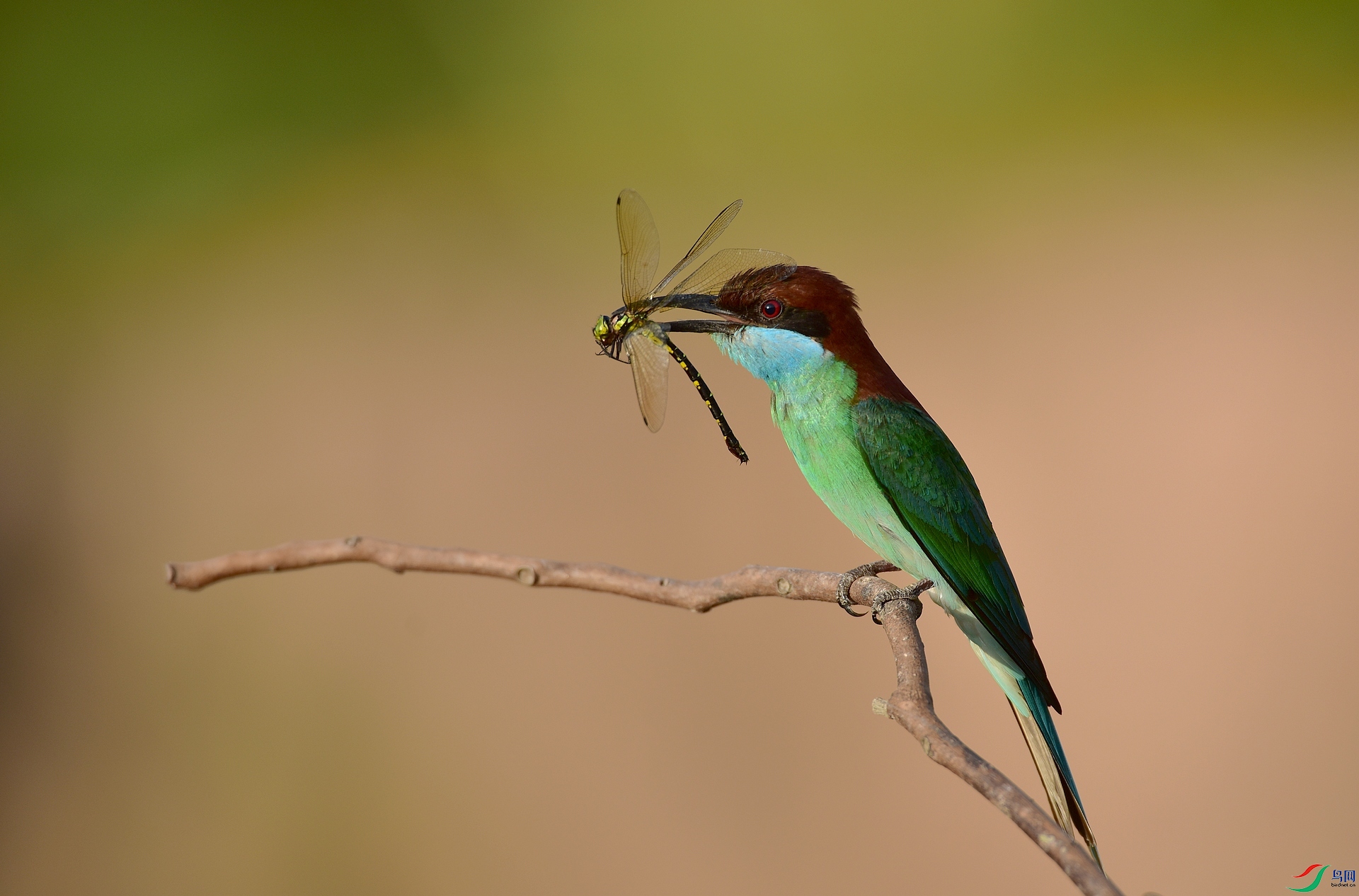 D8I_0244.jpg