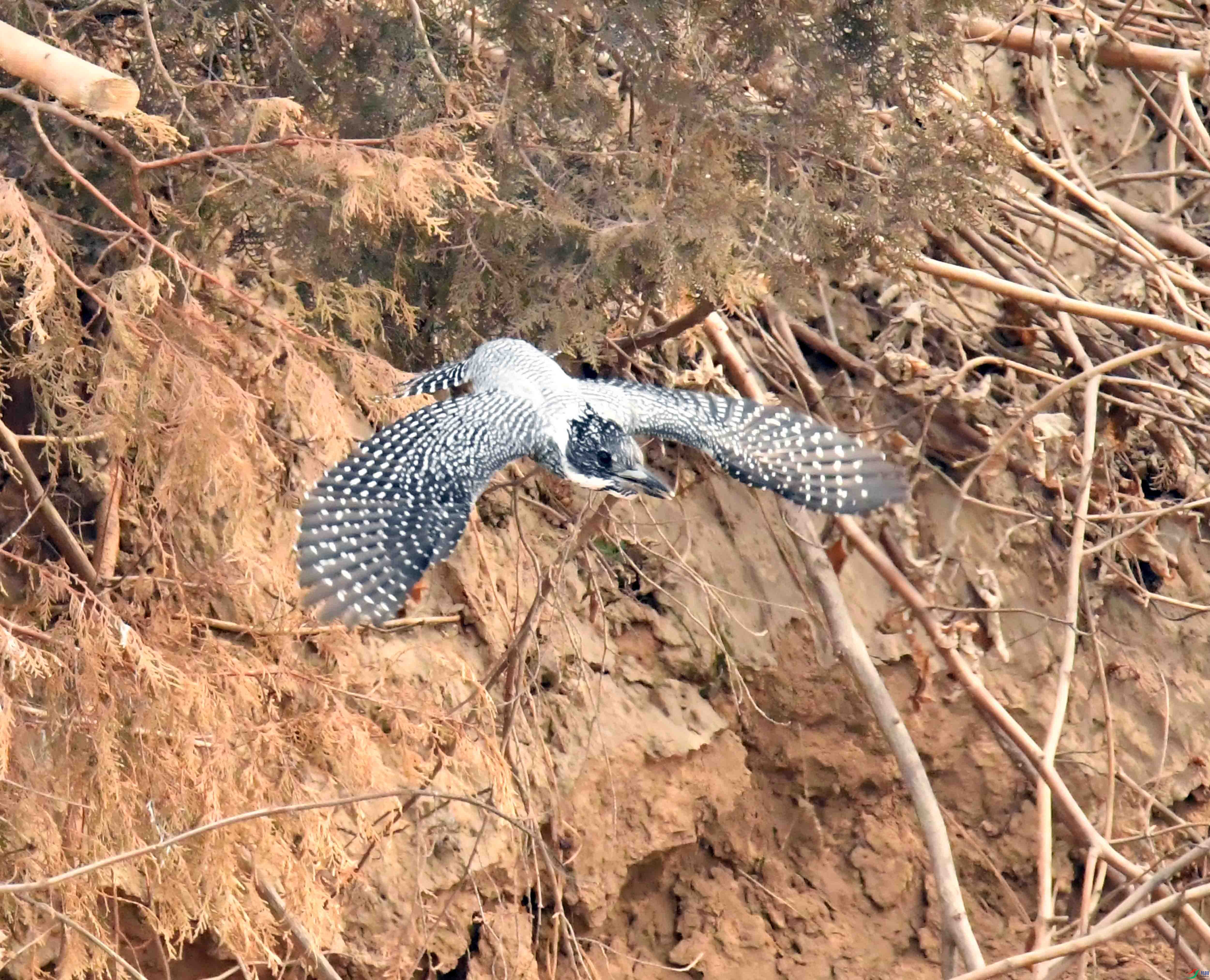 DSC_0112.JPG
