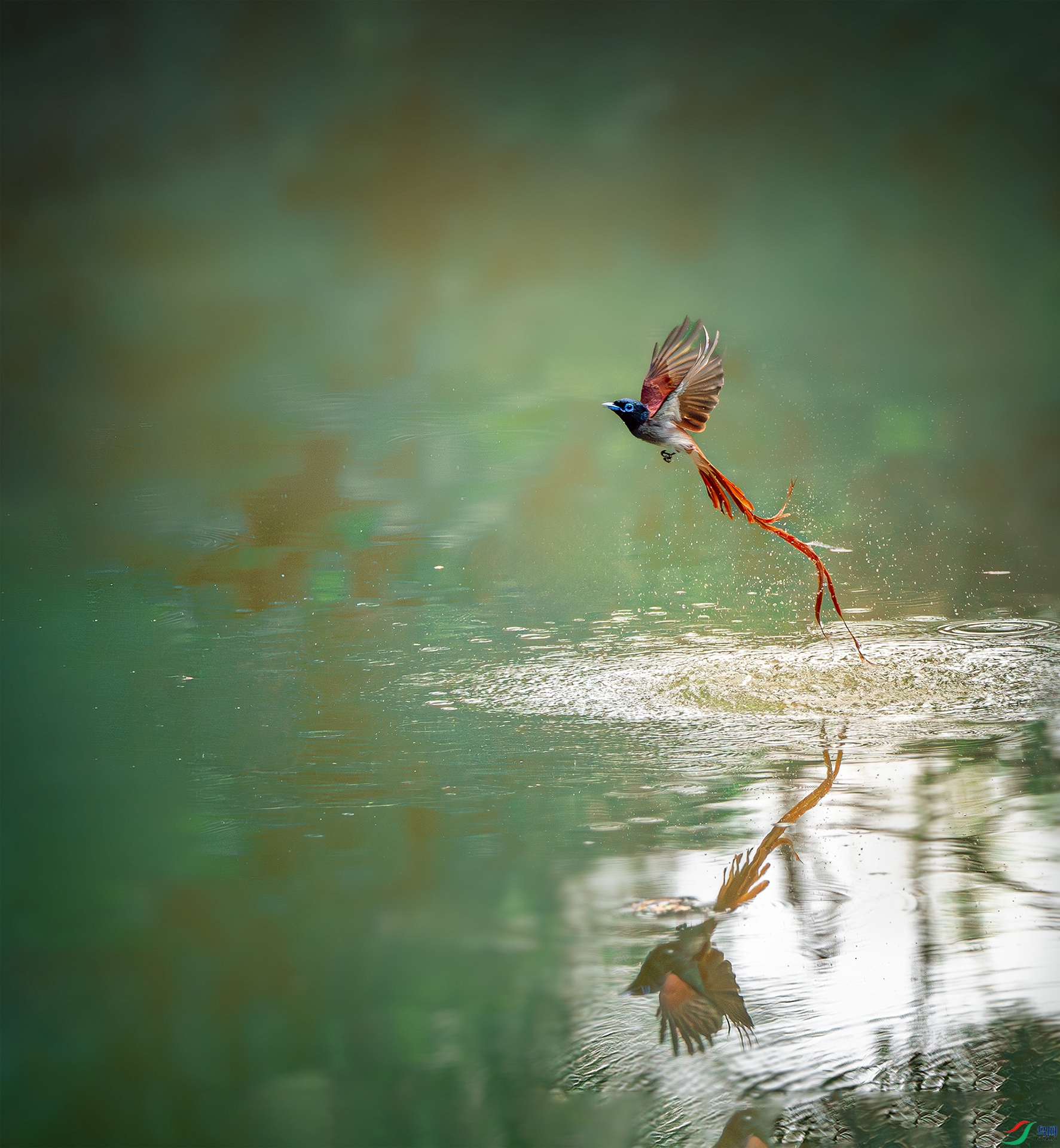 Longevity brings the bird out of the water.jpg