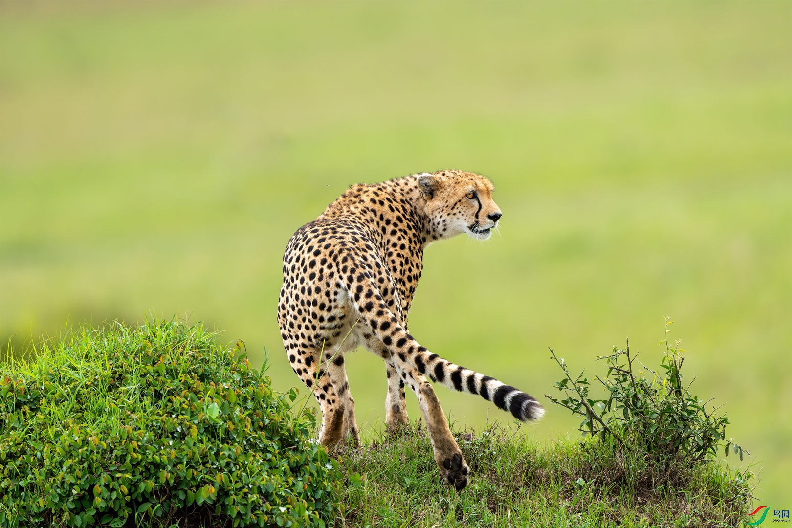 The watchful cheetah.jpg