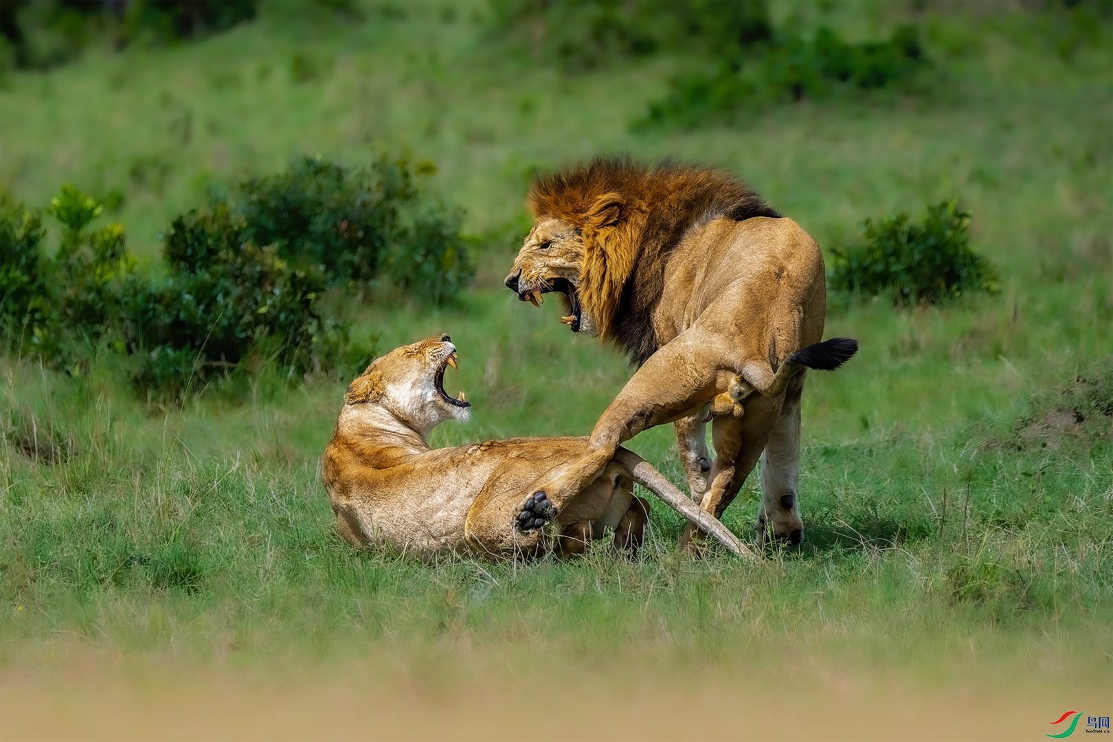 Lions after mating.jpg