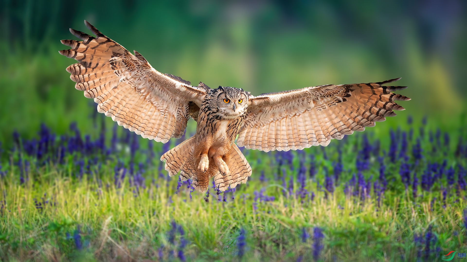 Eagle-owl landing.jpg