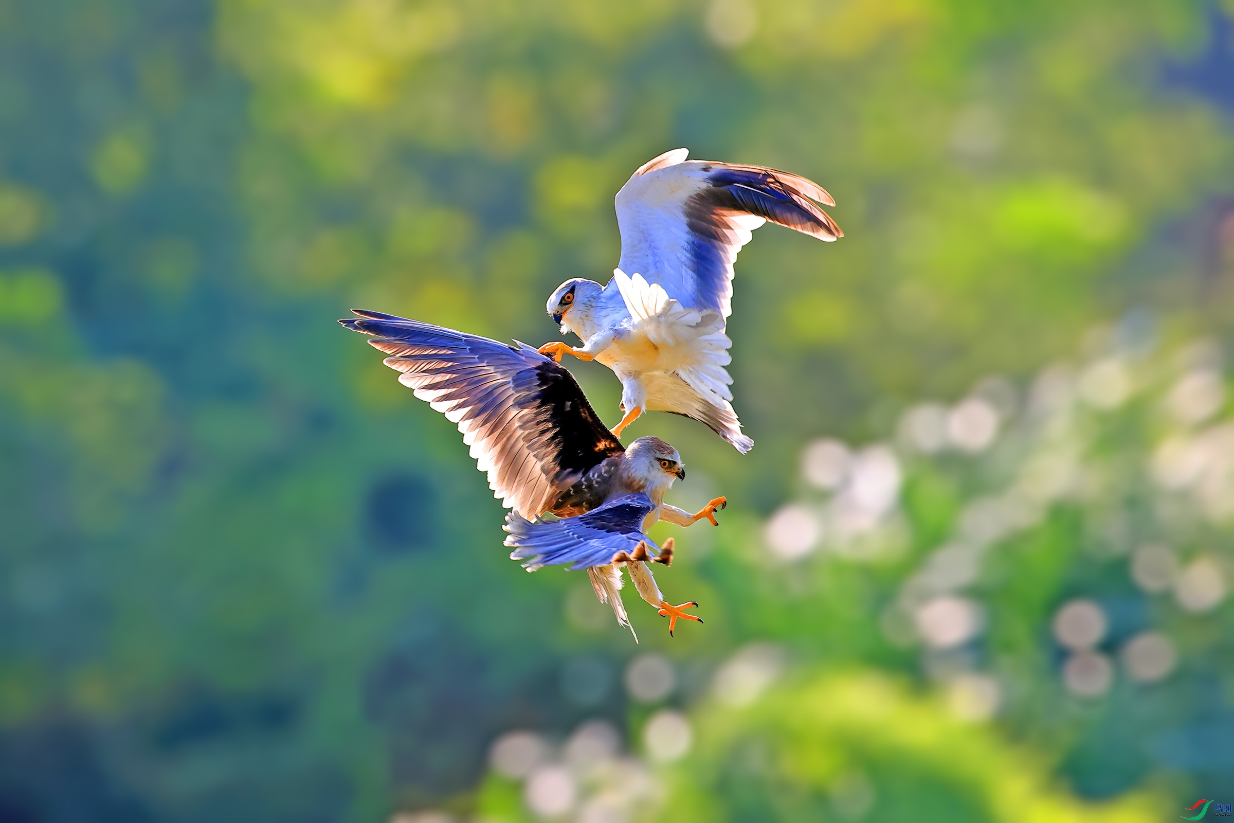 Aerial acrobatics.jpg