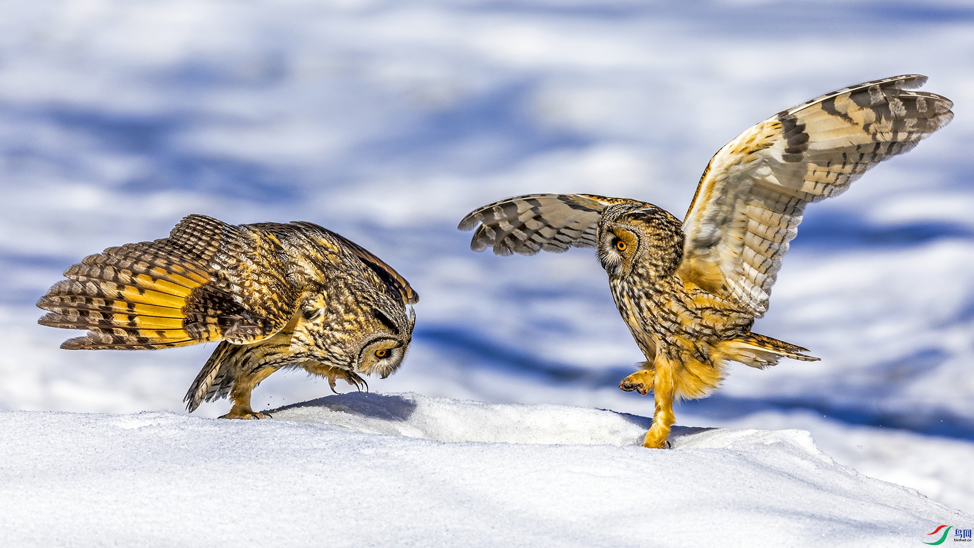 Snow foraging.jpg