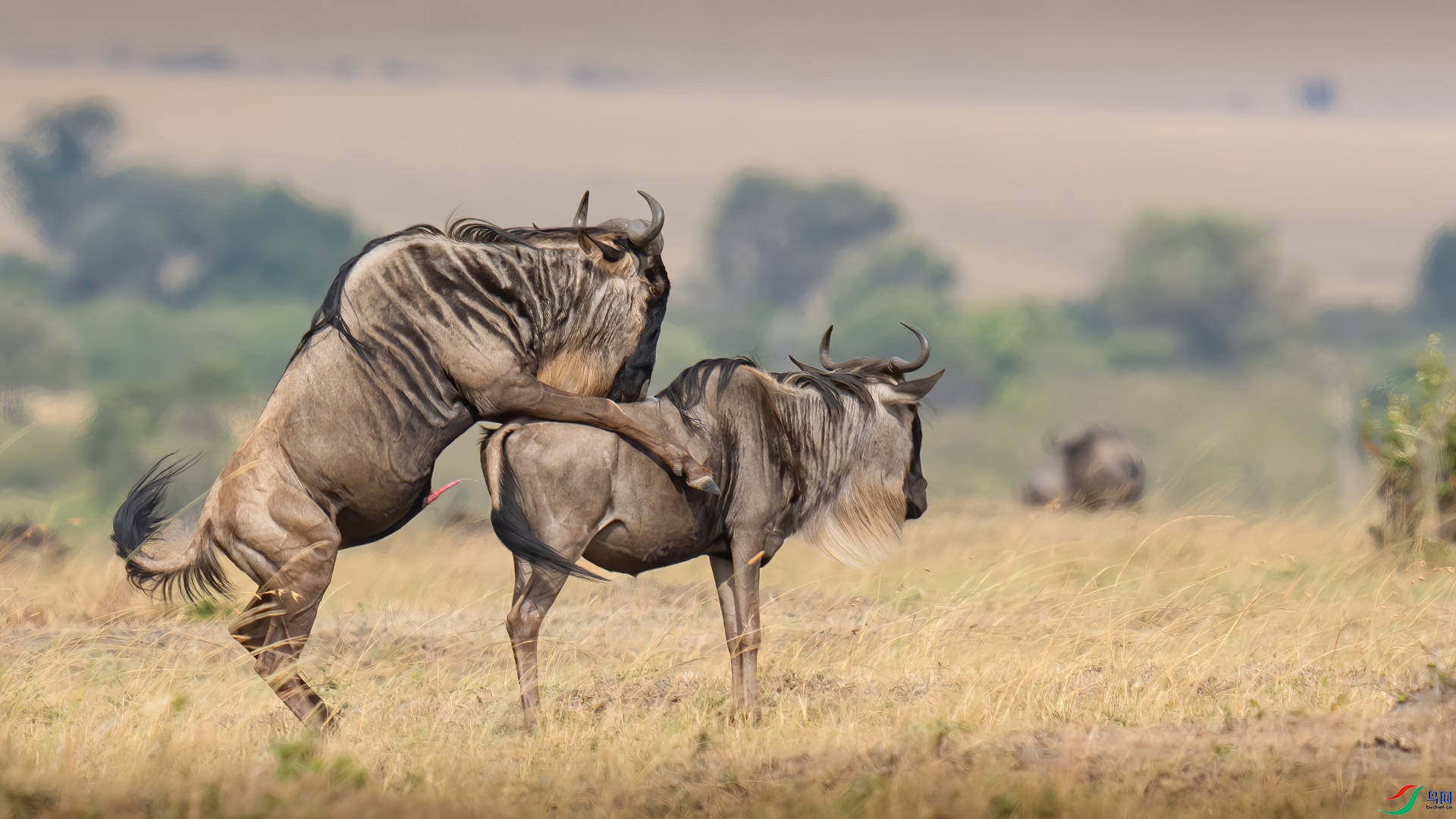 Passion on the prairie.jpg