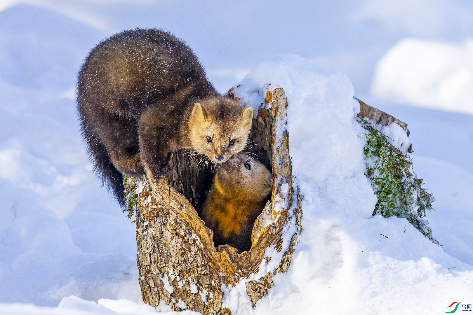 Emotion in the snow.jpg