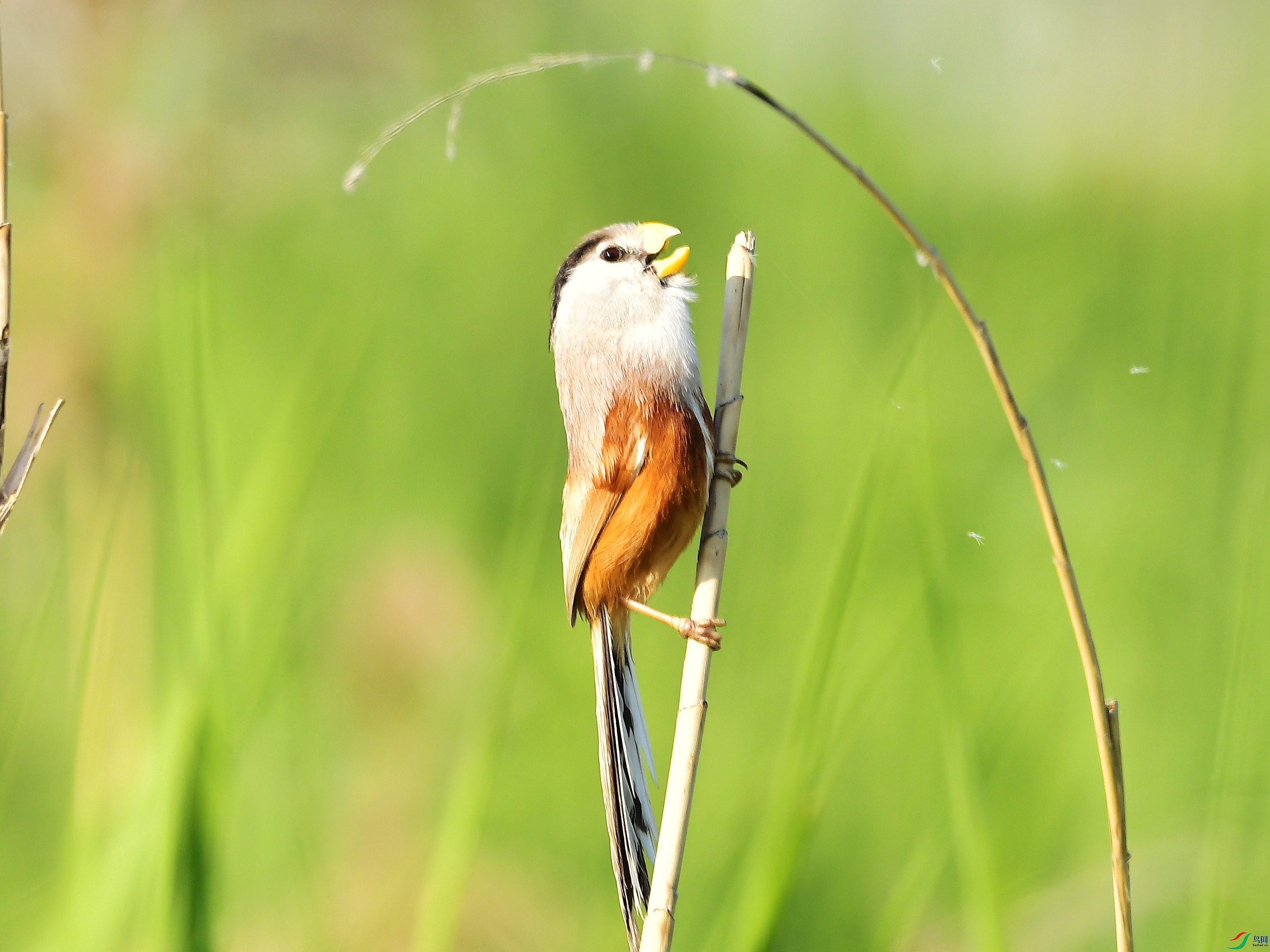 ��ɳ����ѻȸ