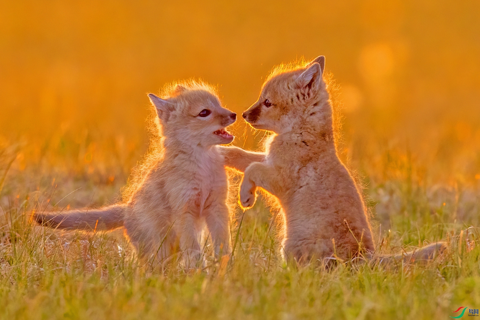 innocence of childhood friends.jpg