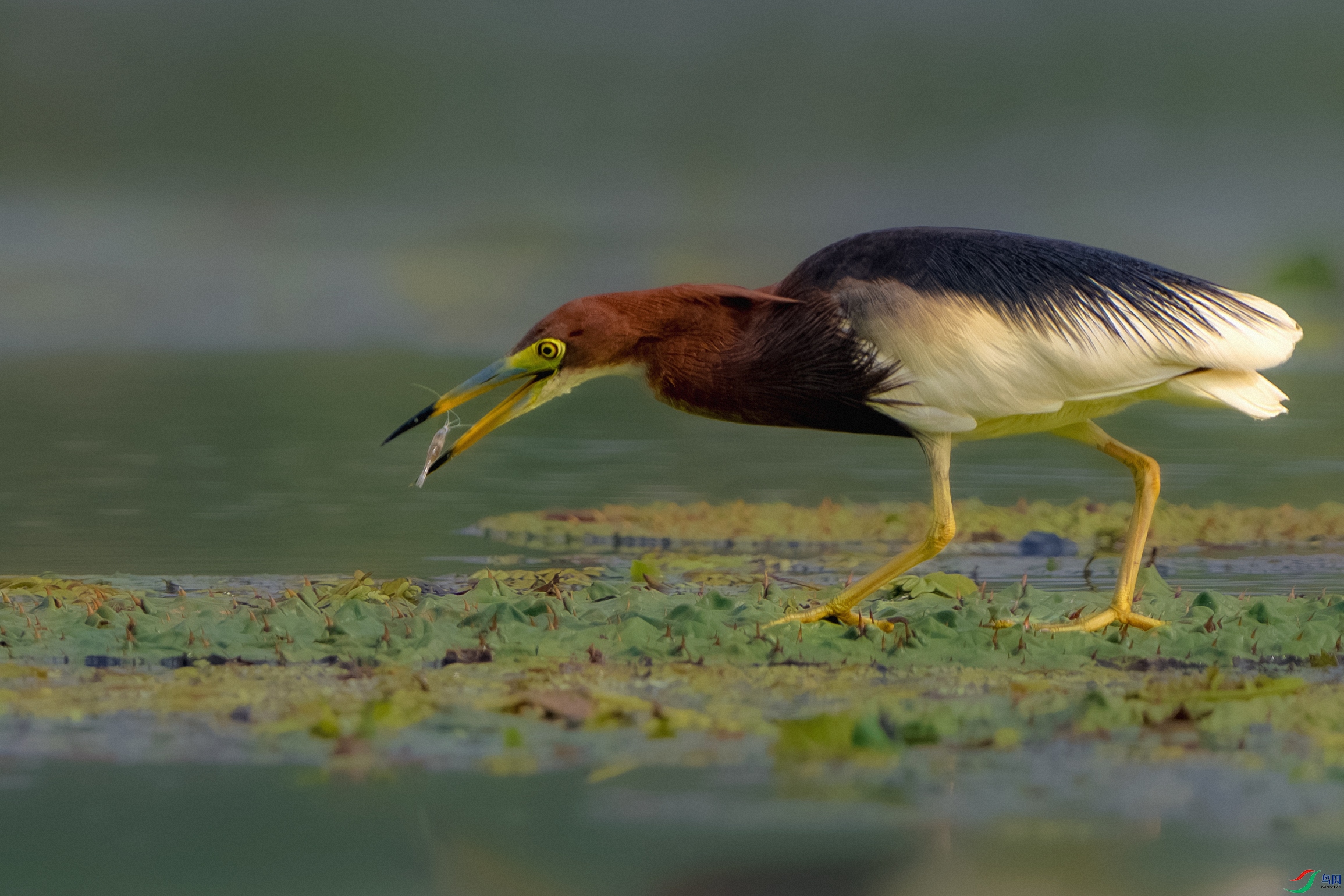 _DSC1219-����ǿ-NR ����С.jpg