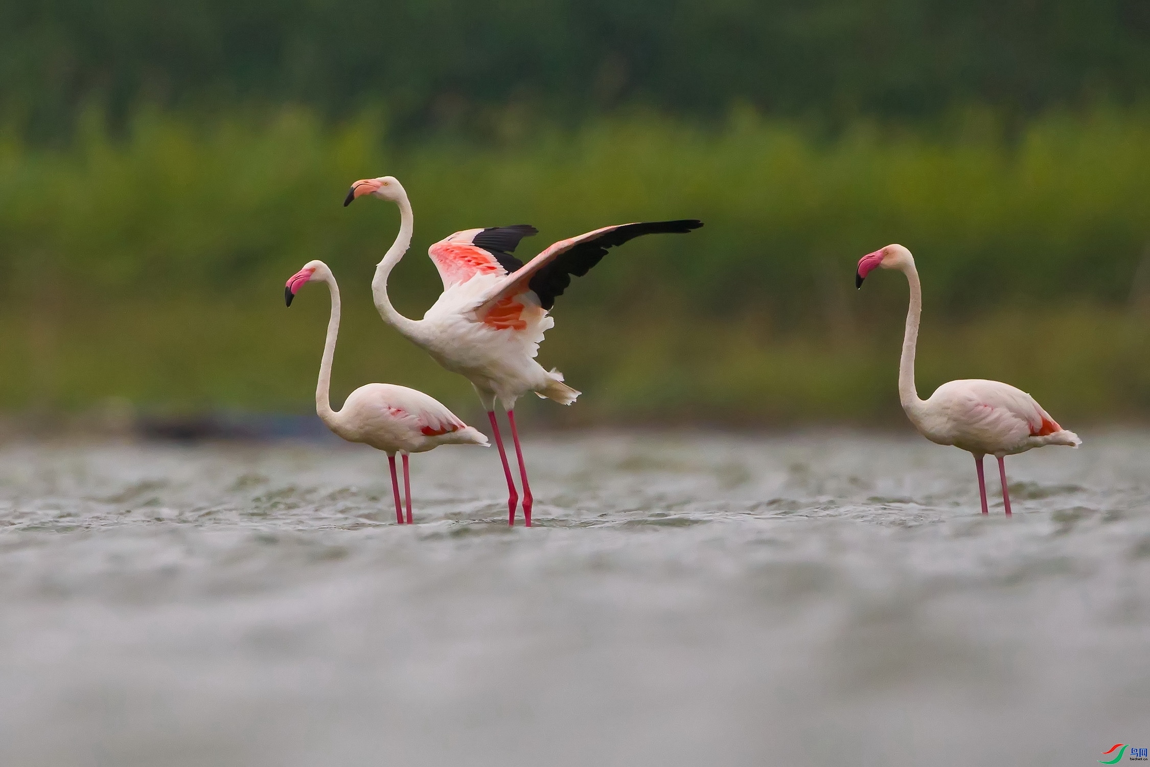 չ������ ���� ��ʯ ����.jpg