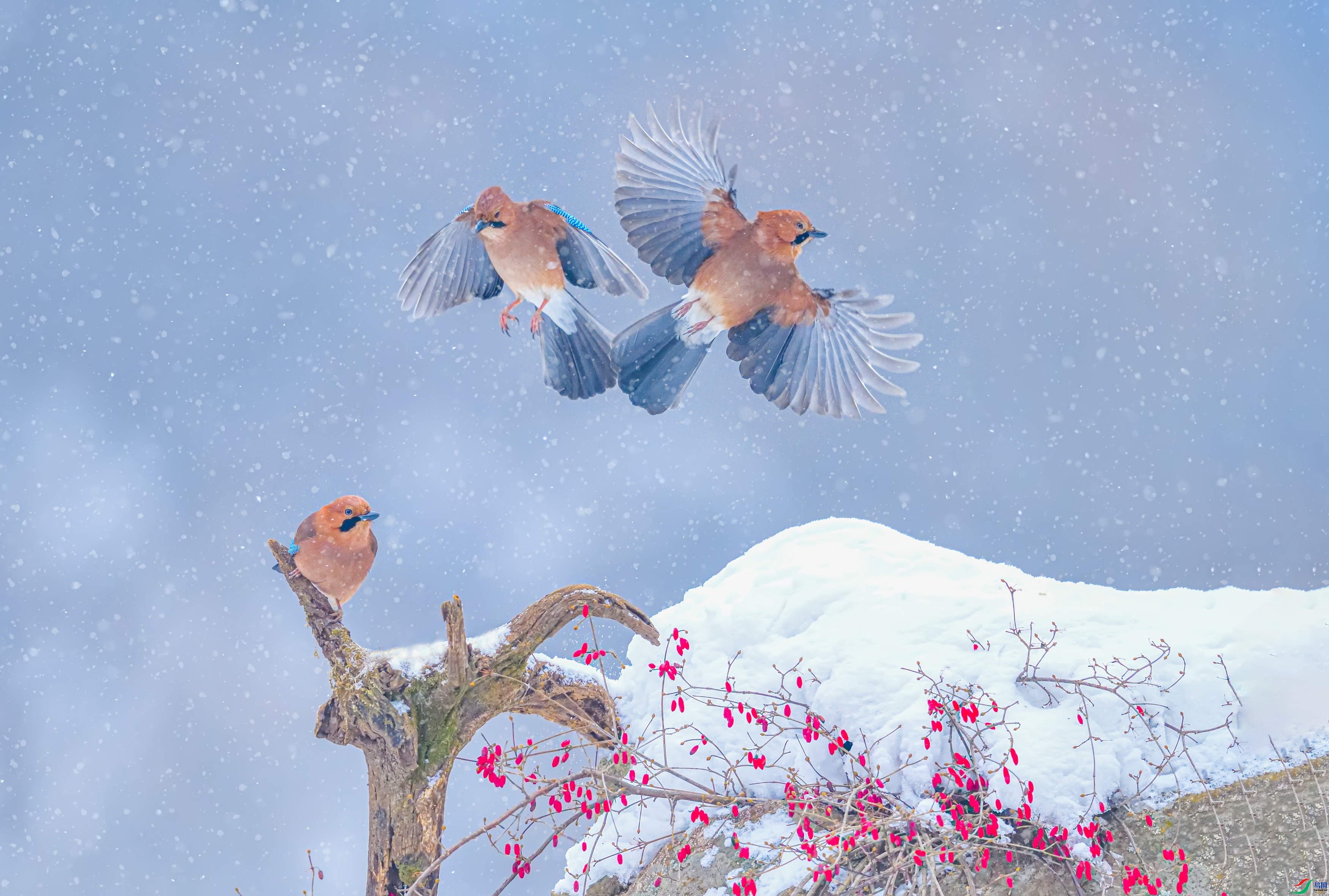 ѩ����ѻ  ���� ������ ����.jpg