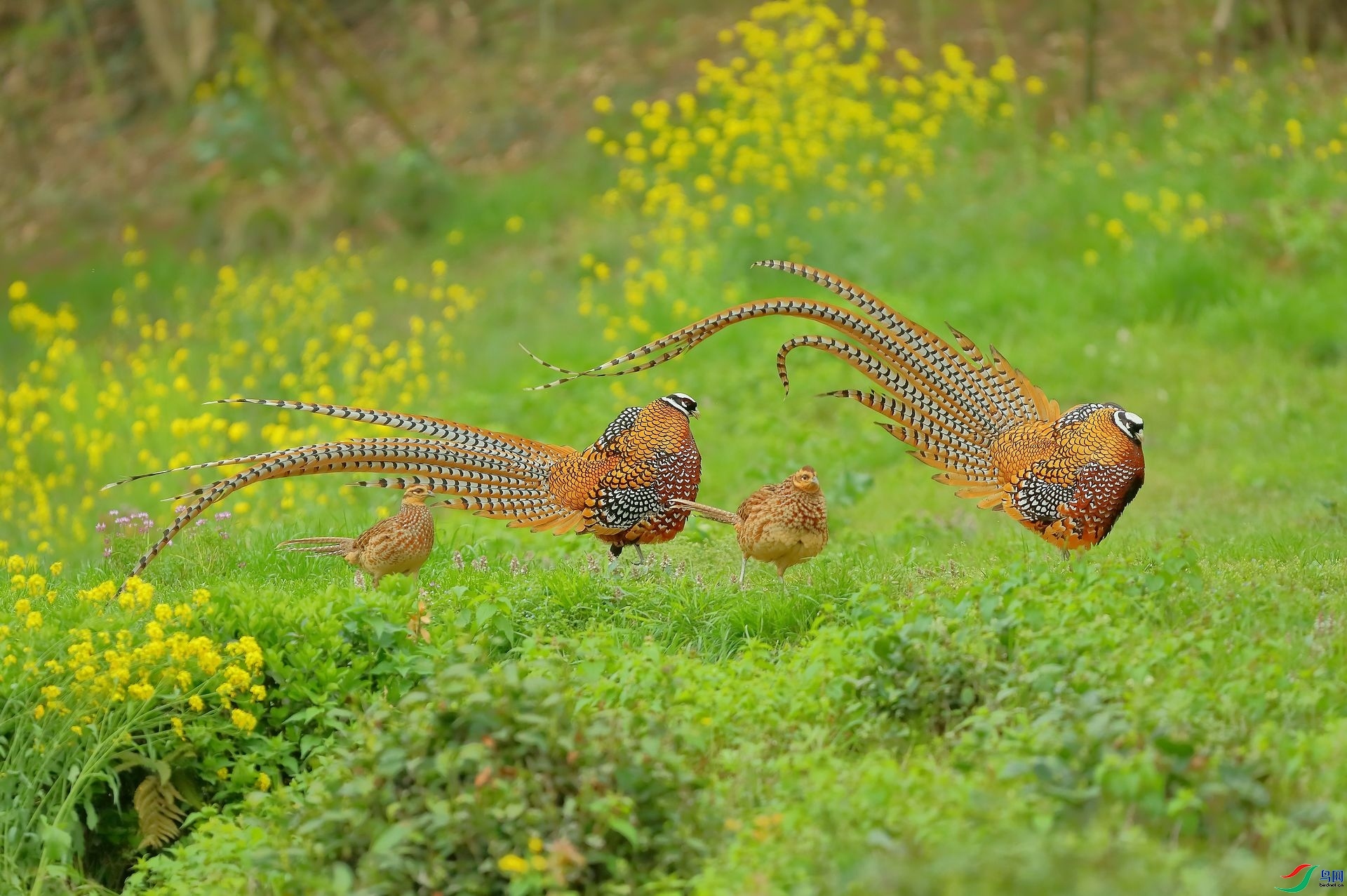 �׹ڳ�β���Ĵ���  ����wh�ϳ�  ����.jpg