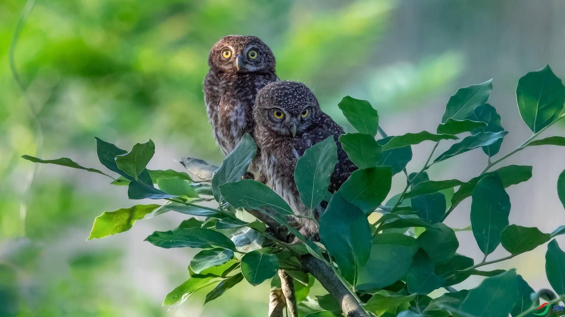 Ŀ��Ϭ��  ���δ���  ���� СС�ո� ����.jpg