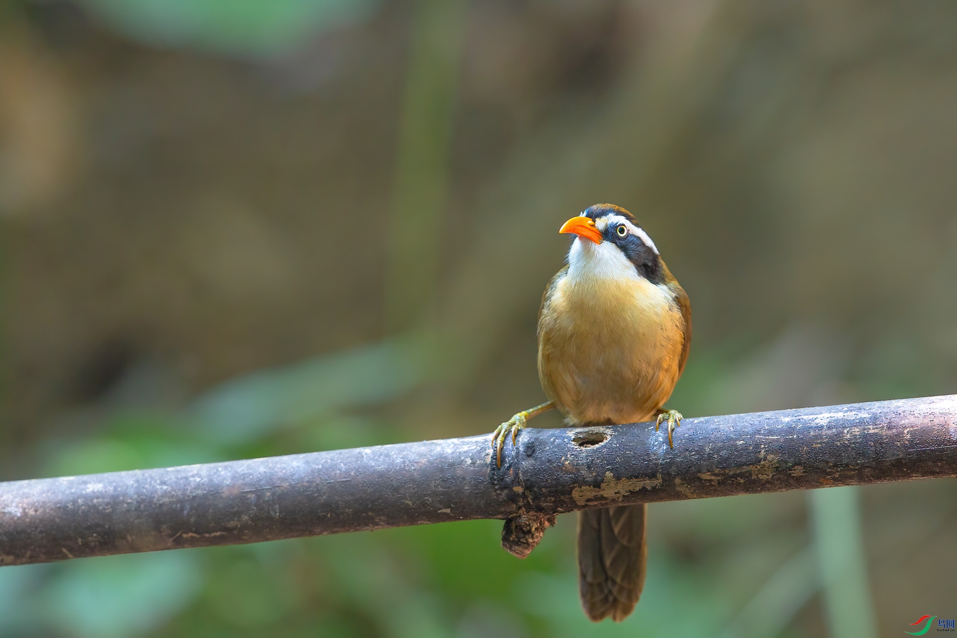 a_72172-1.jpg