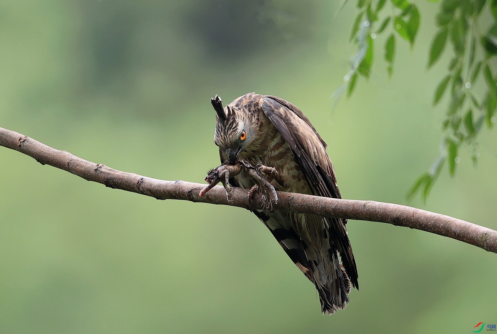 ����AK1I2745�� ����������.jpg