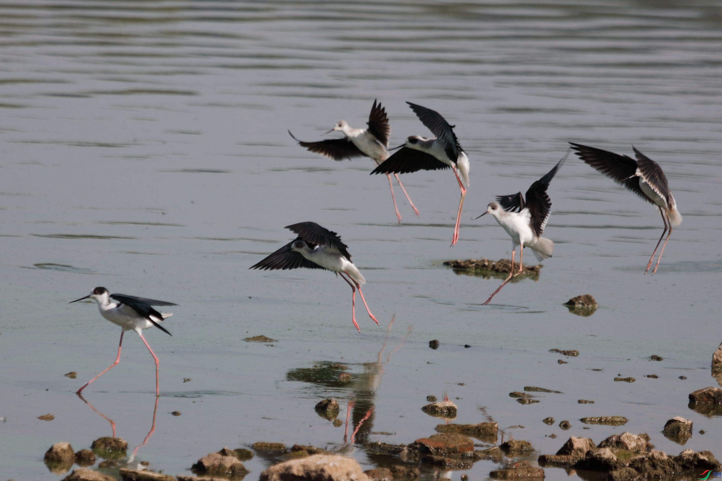 �ڳ᳤����9