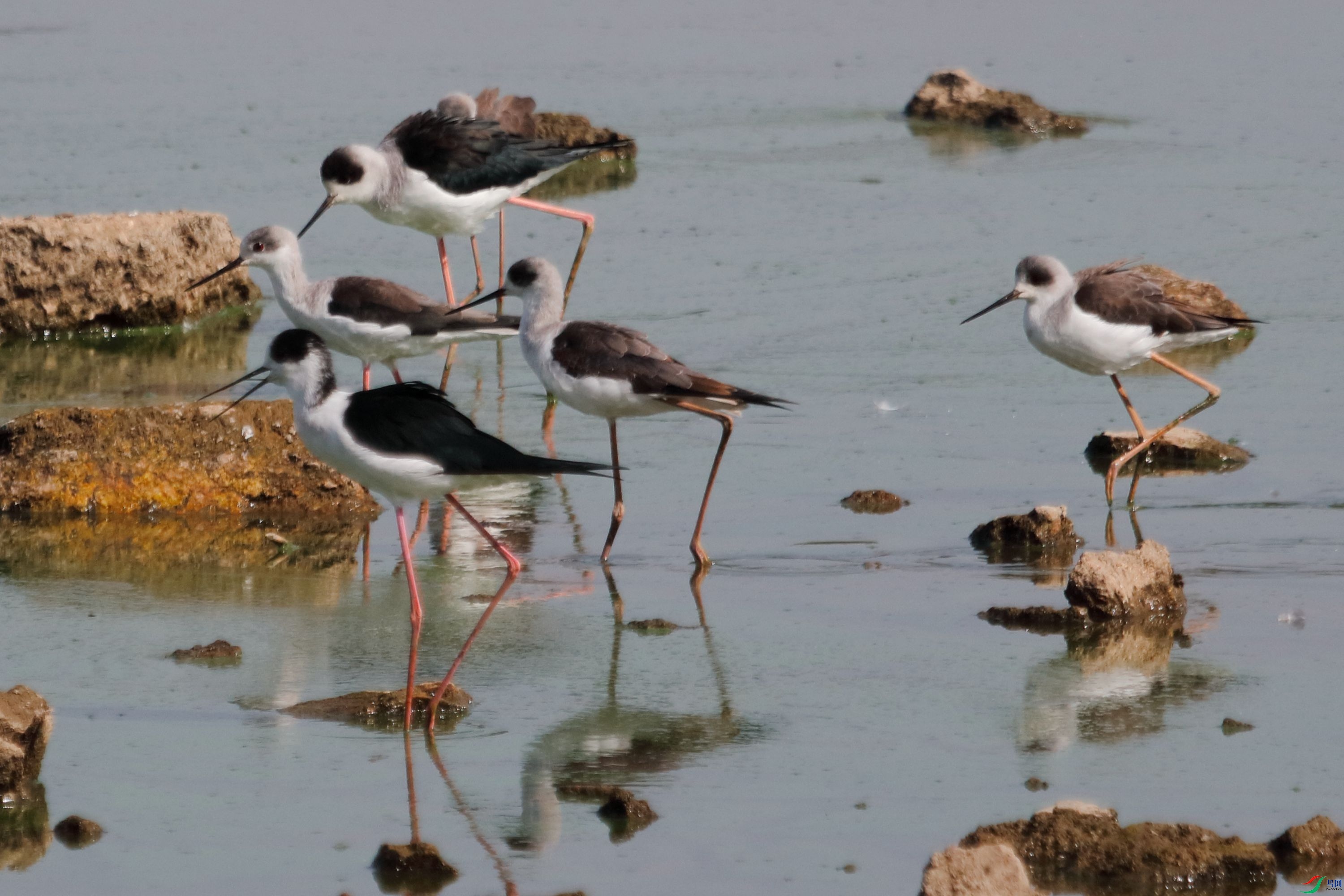 �ڳ᳤����0