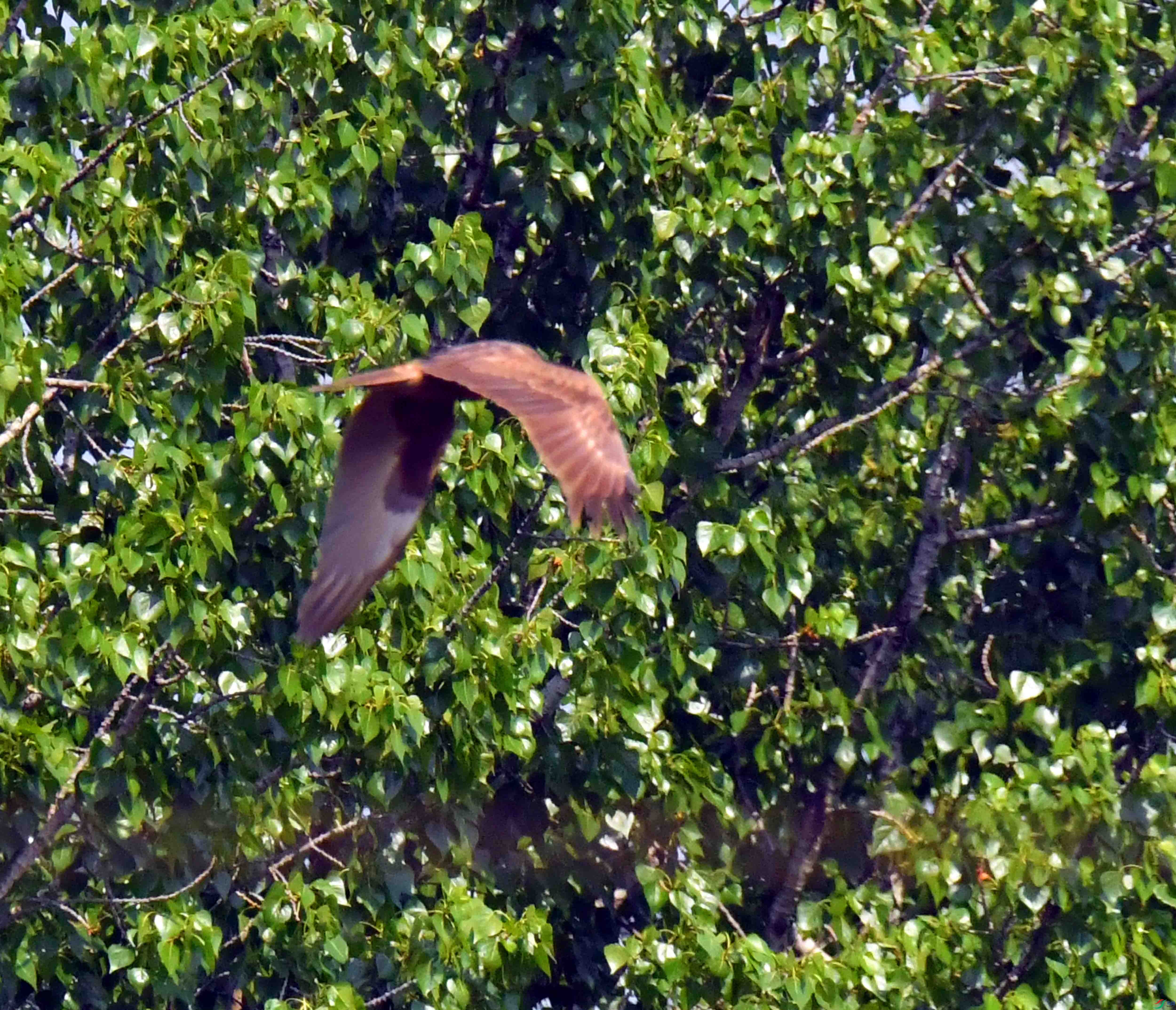 DSC_0405.JPG
