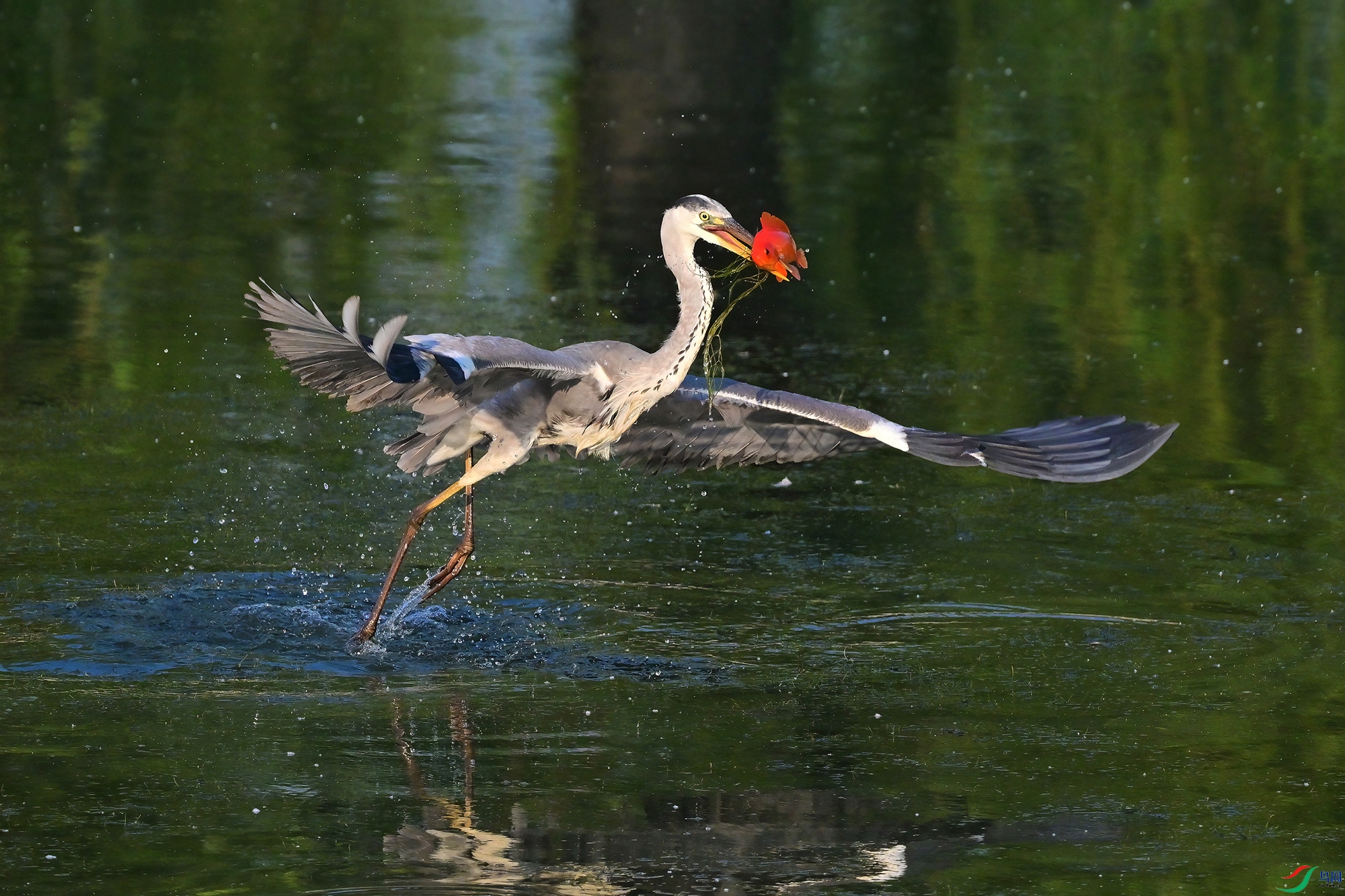 DSC_3531-N.jpg