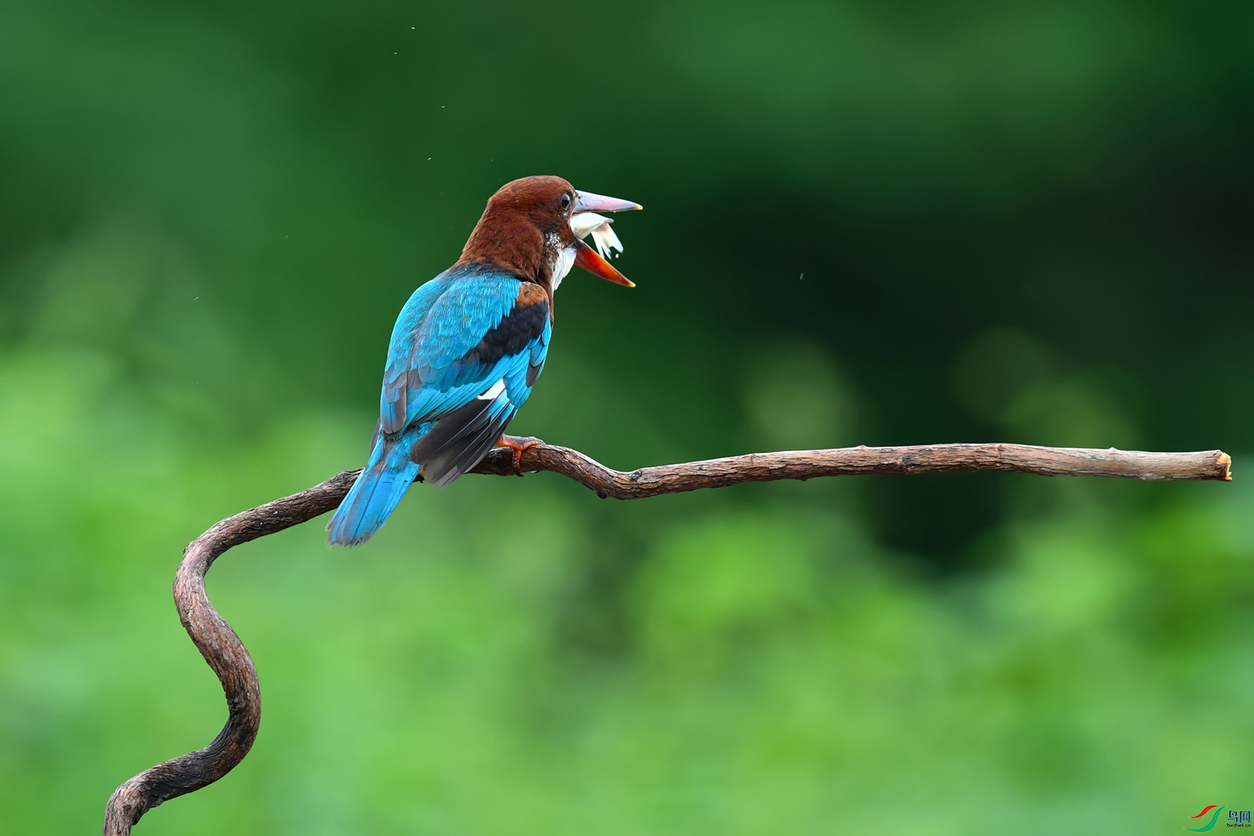 DSC_4452aa.jpg