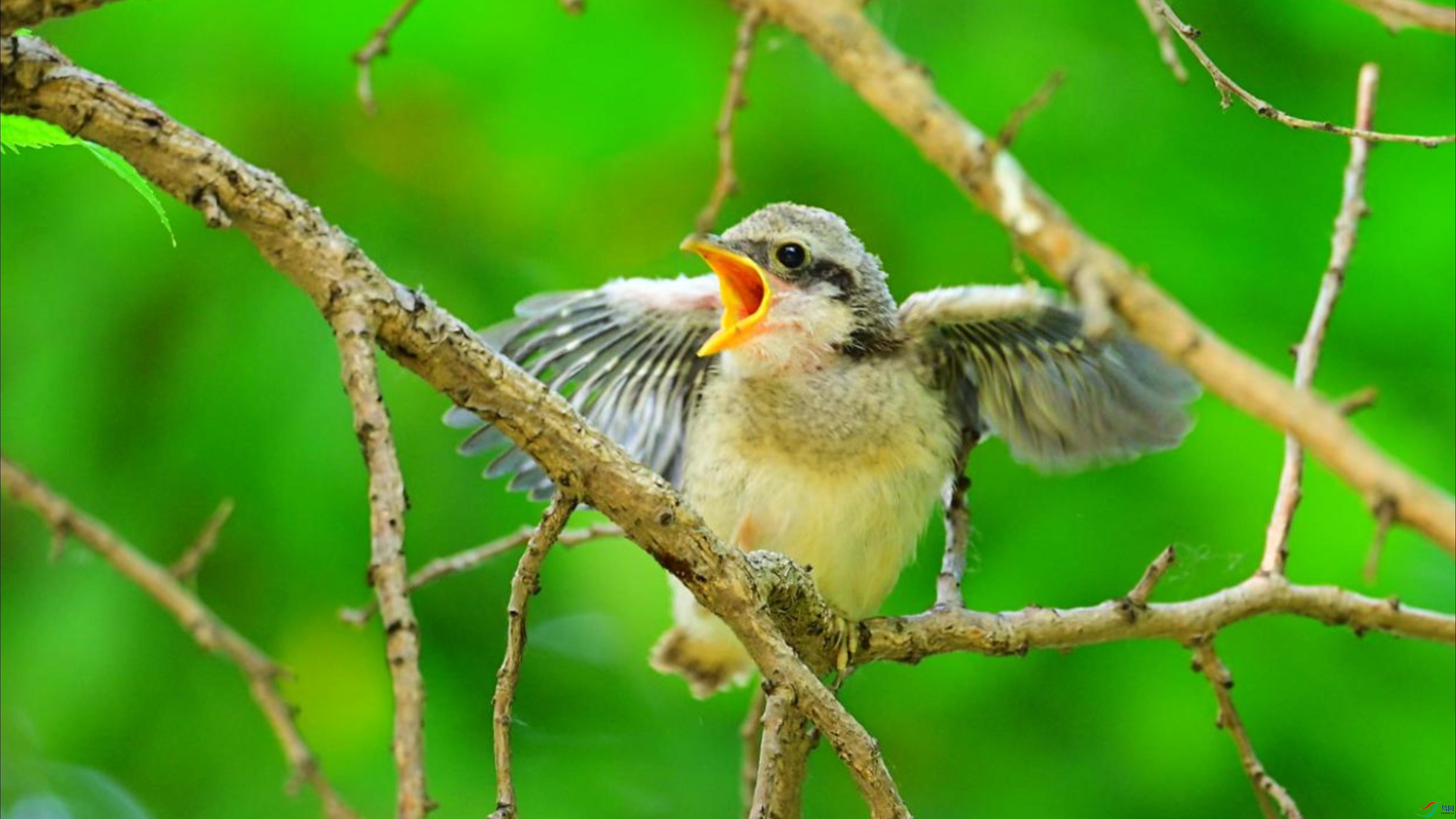 ��β����