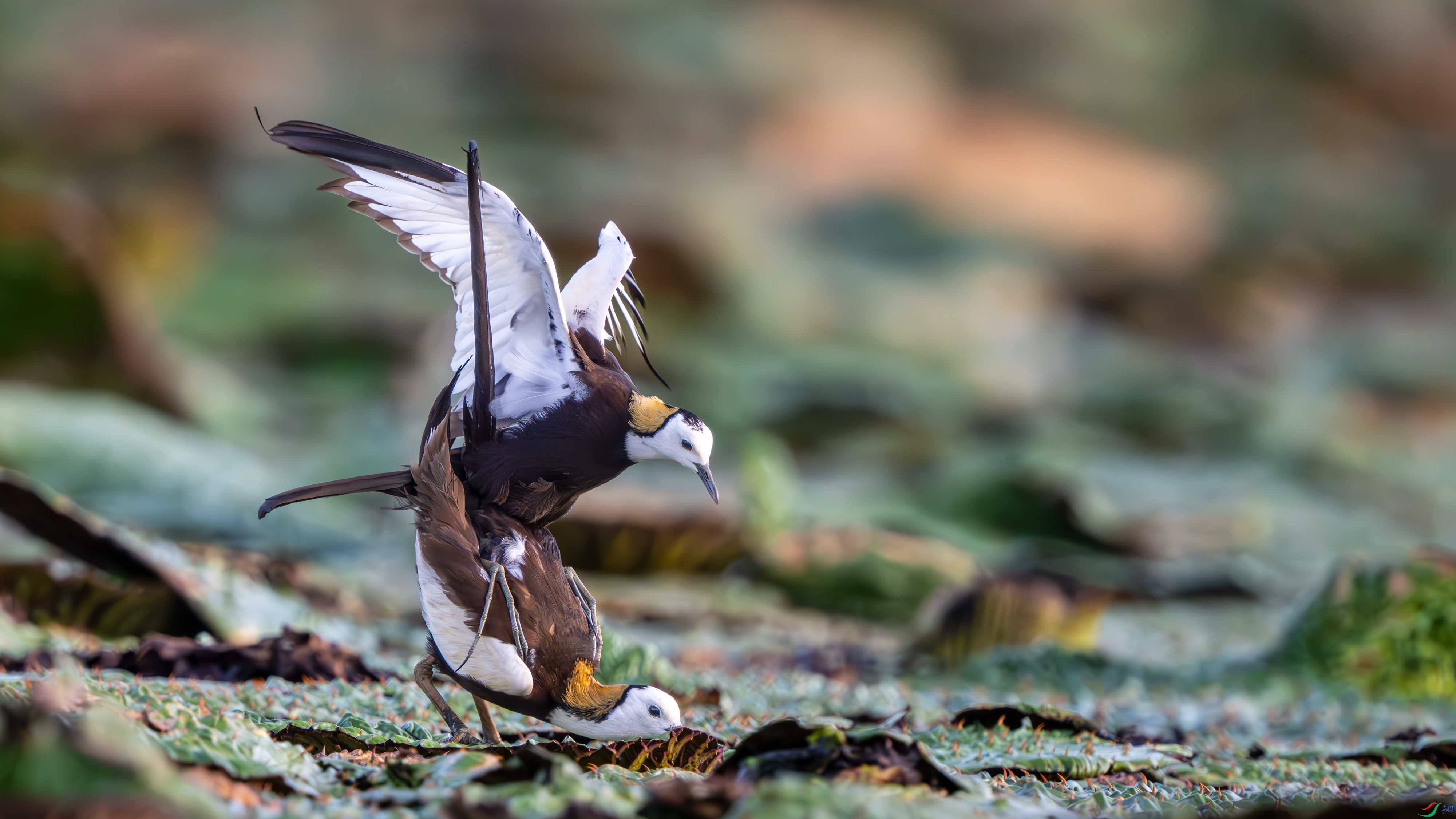 DSC_2540-����ǿ-NR.jpg