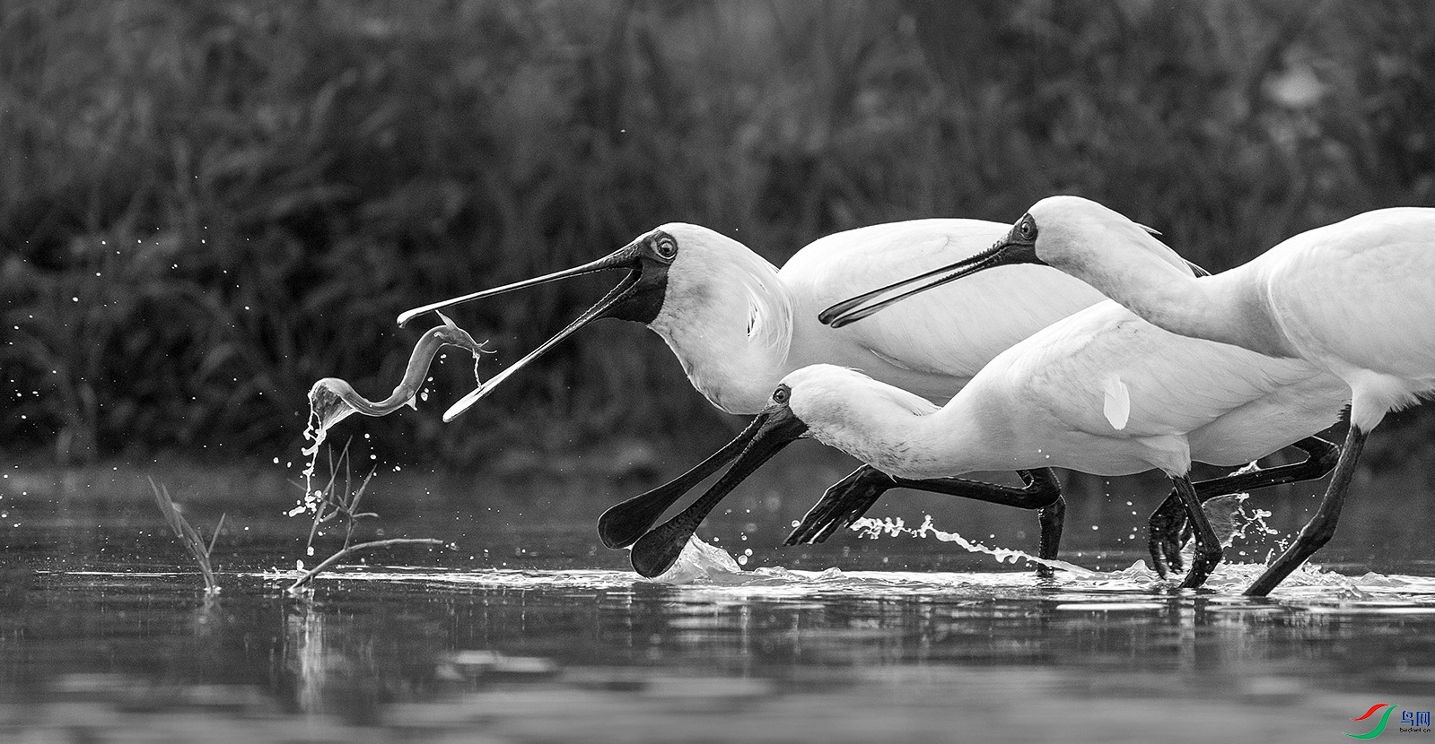 DSC_4488 ���� 2xc.jpg