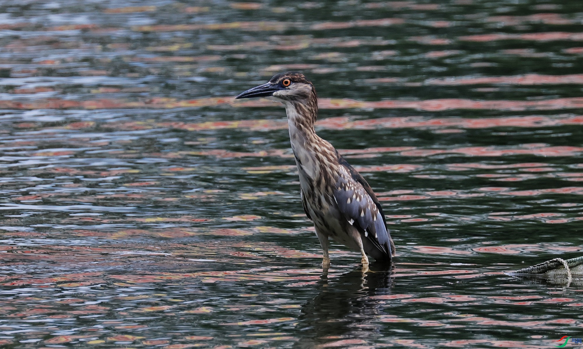 ����ˮ��