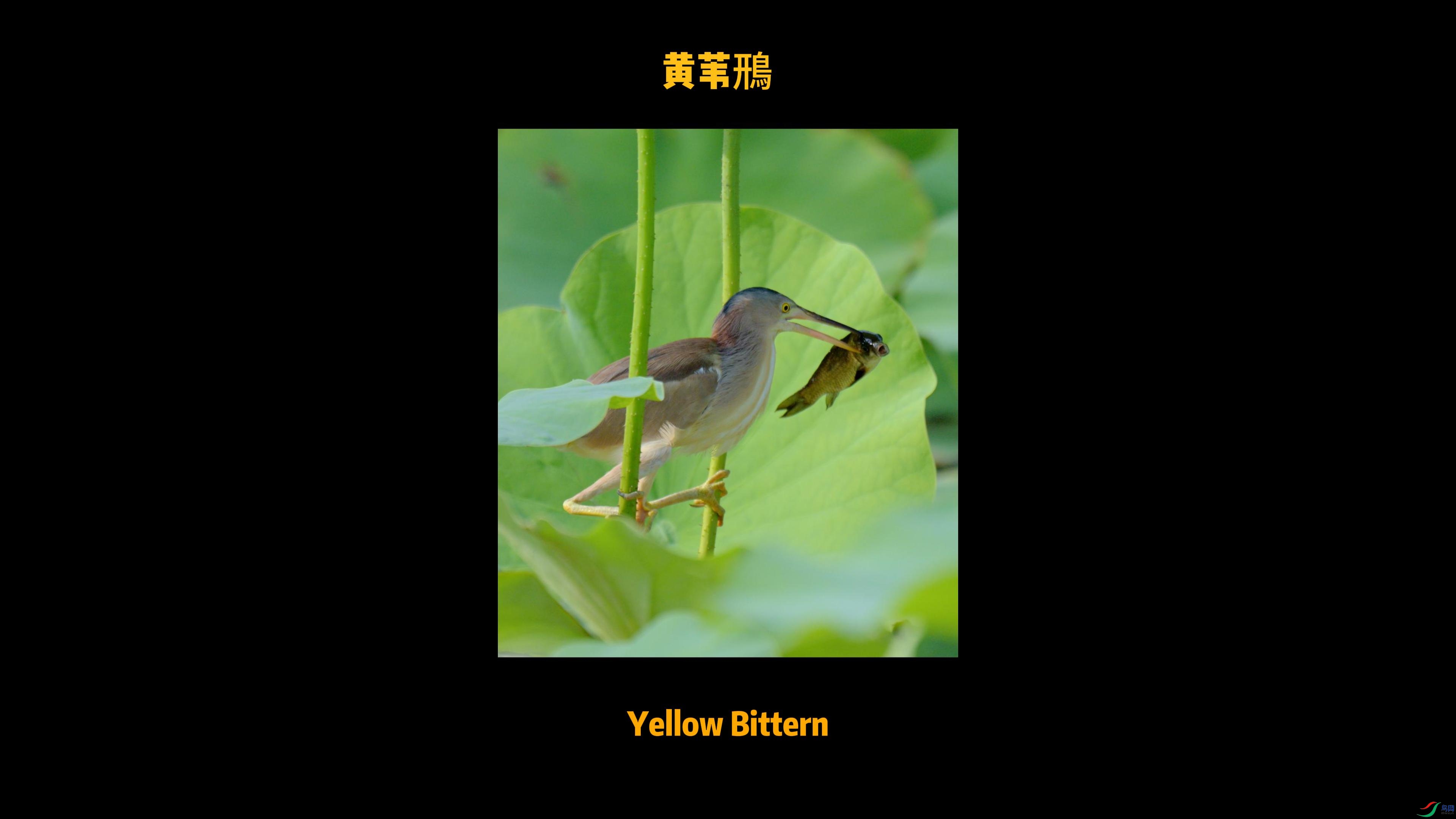 �� Summer # ��έ�Z Yellow Bittern-����.jpg