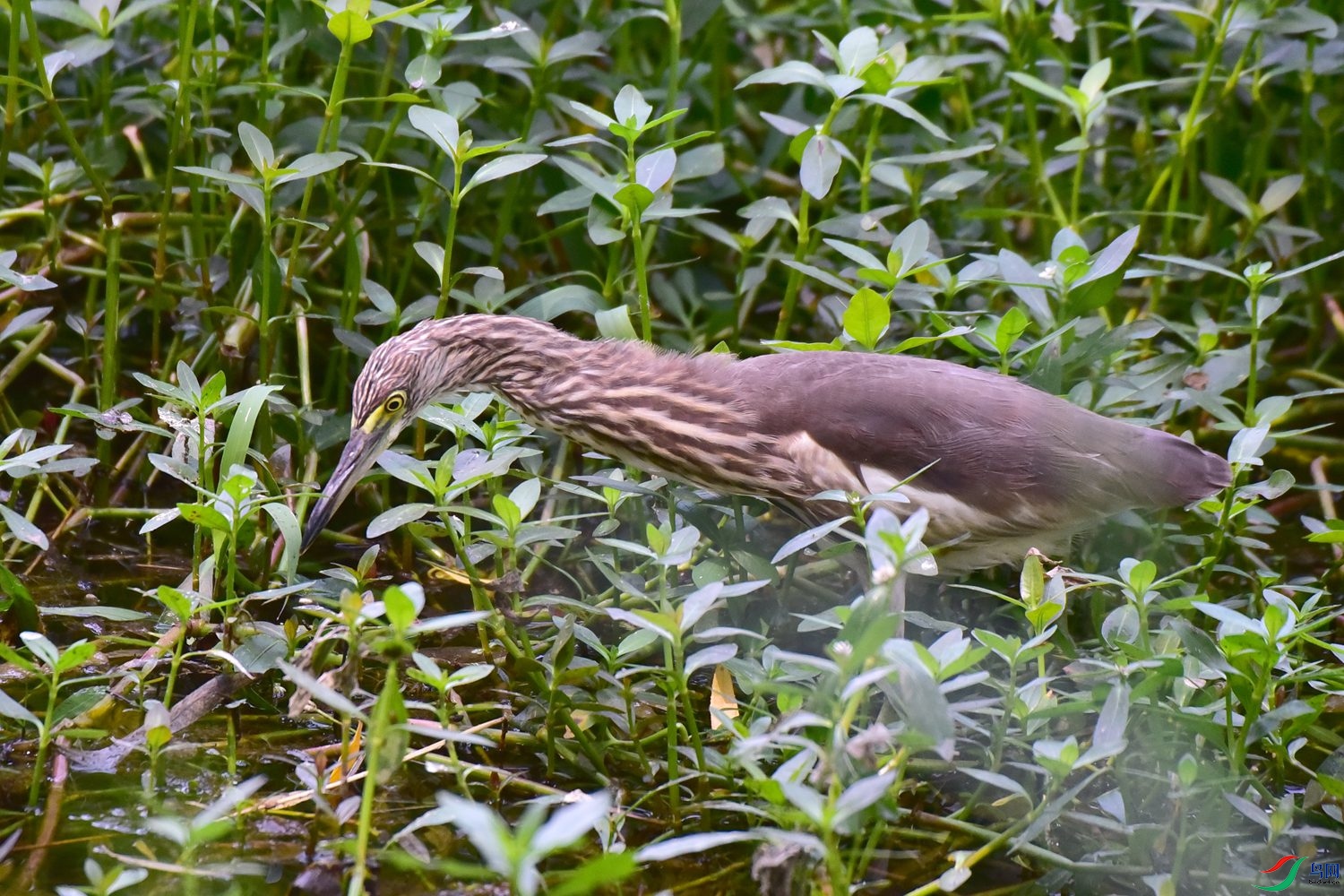 DSC_1162.JPG