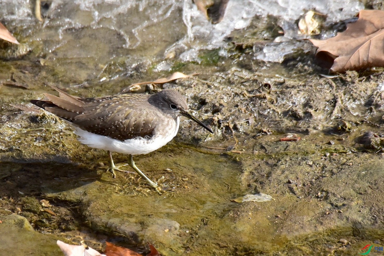 DSC_4037.JPG