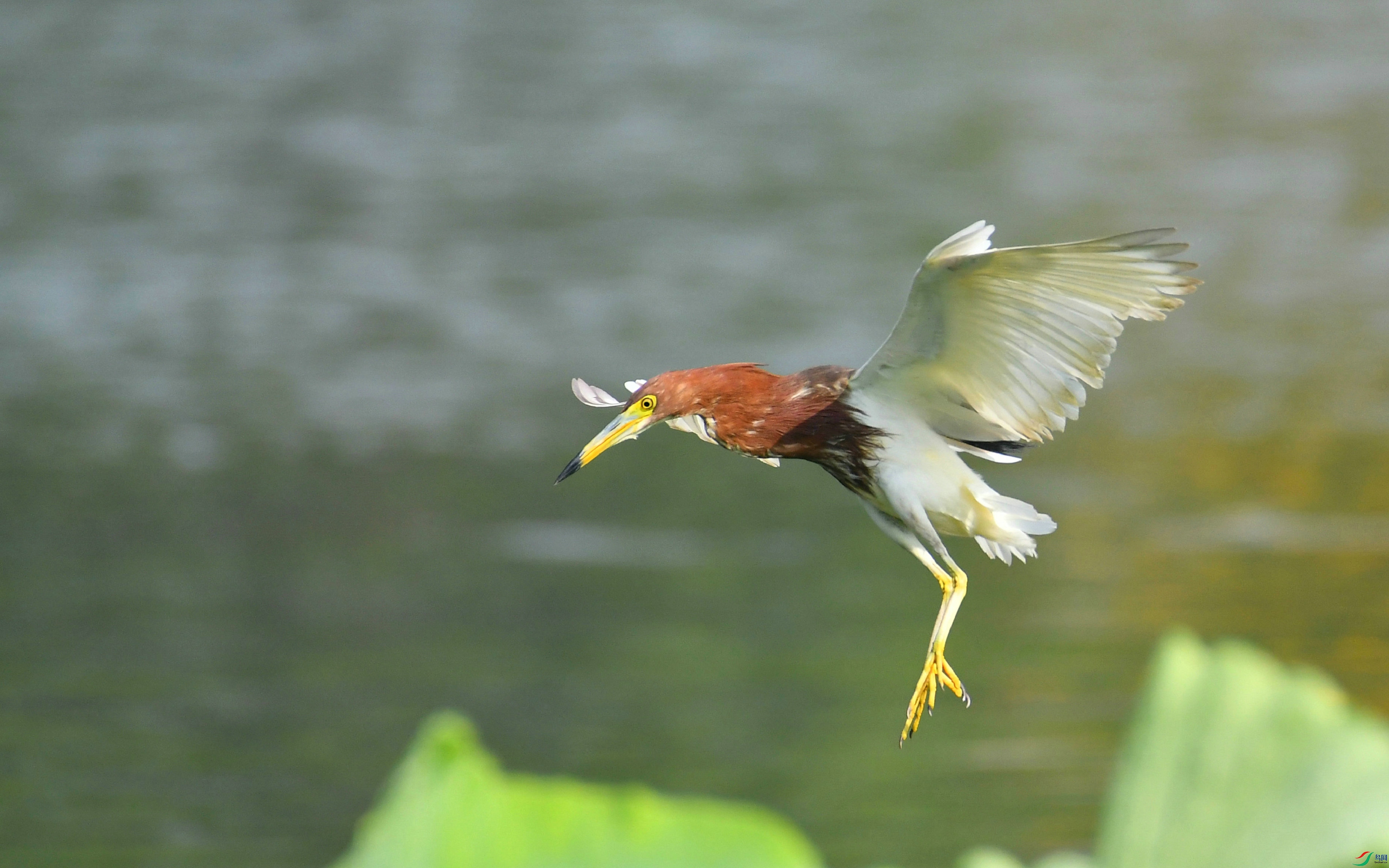 DSC_6464.JPG