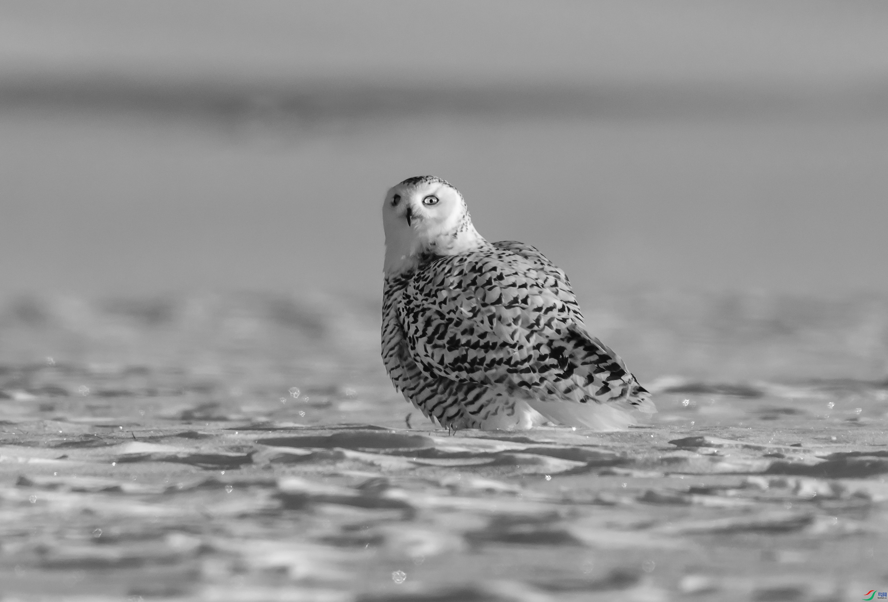 DSC06423 ����.jpg