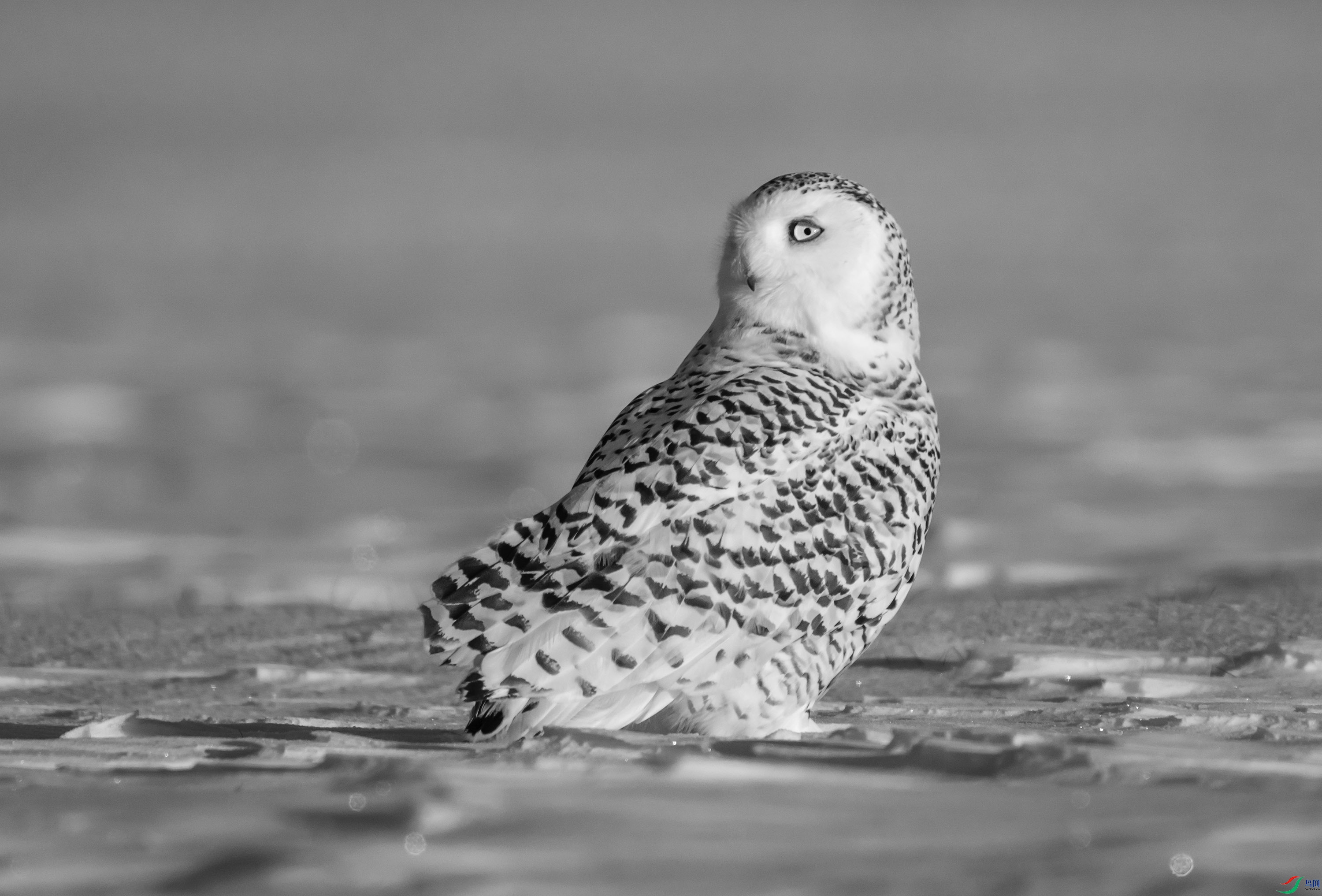 DSC06442 ����.jpg