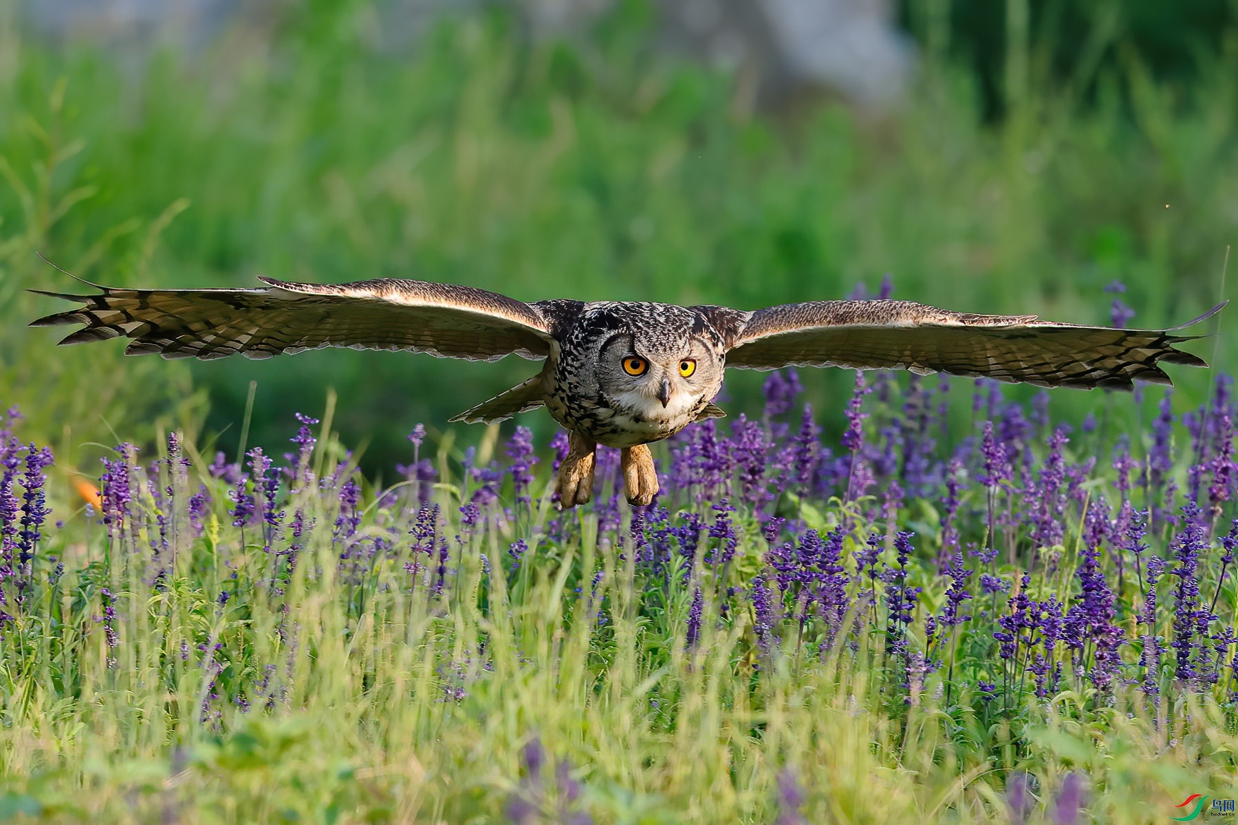 ����չ��