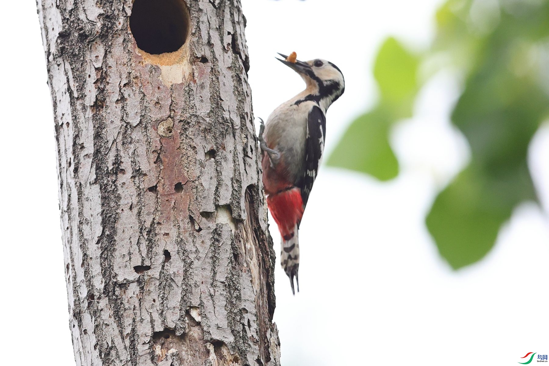 �����ľ��2