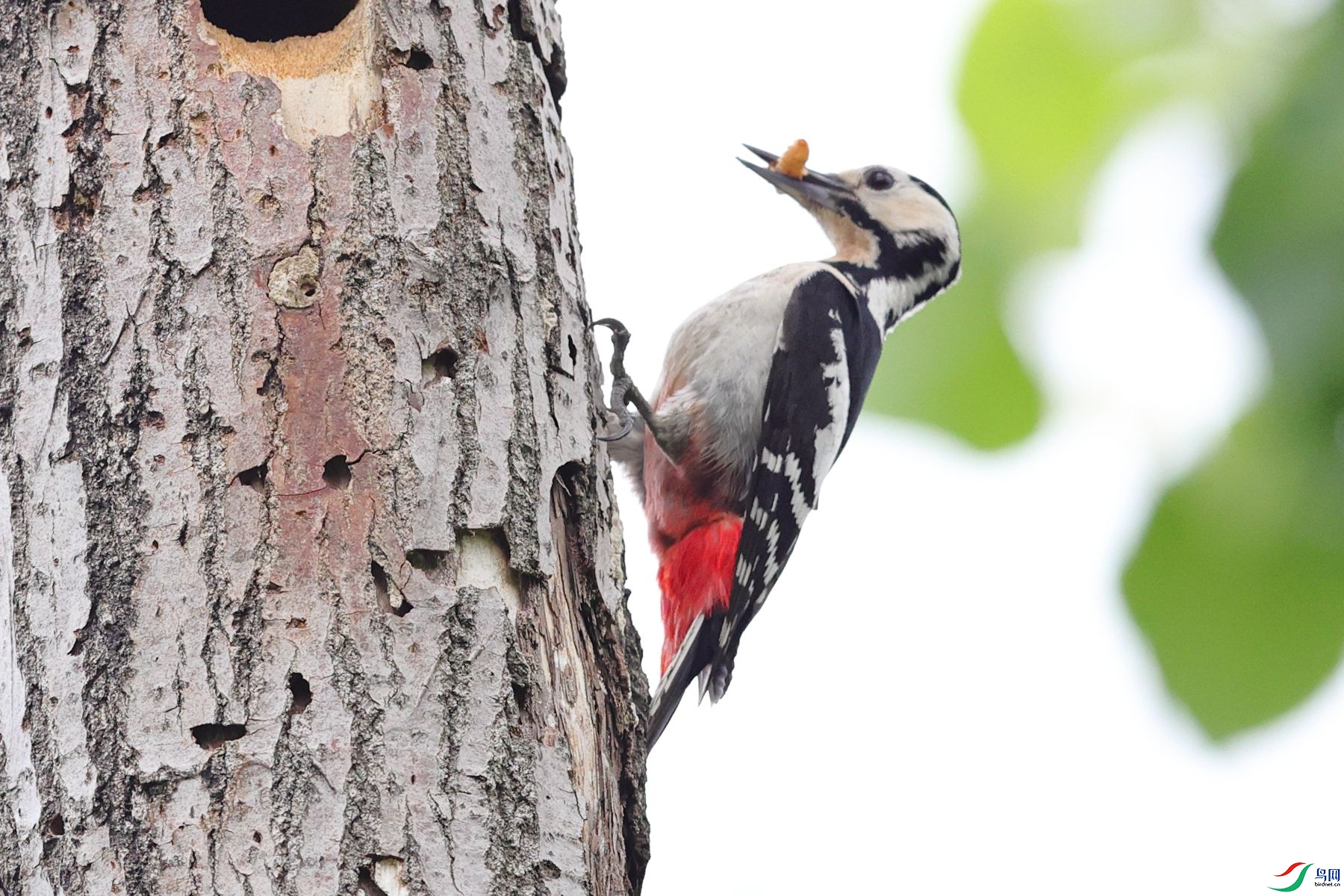 �����ľ��4