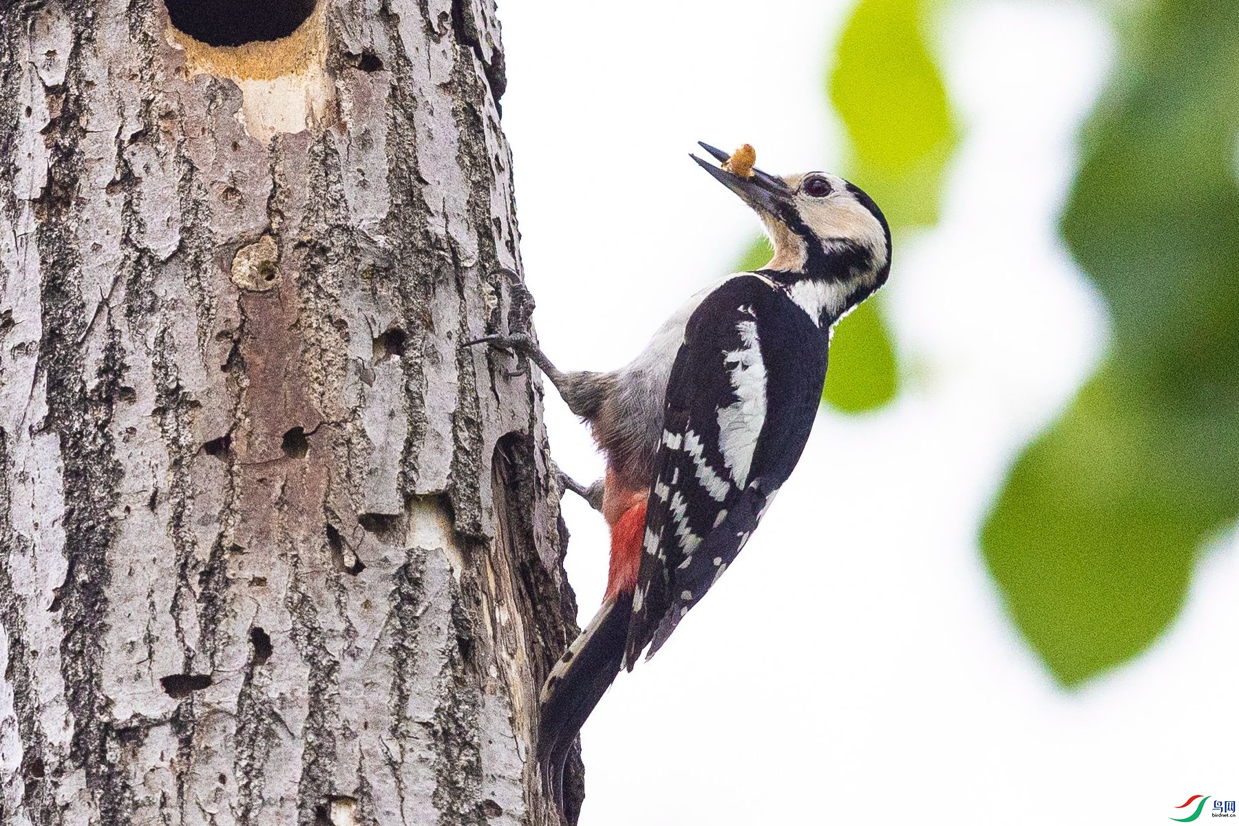 �����ľ��5