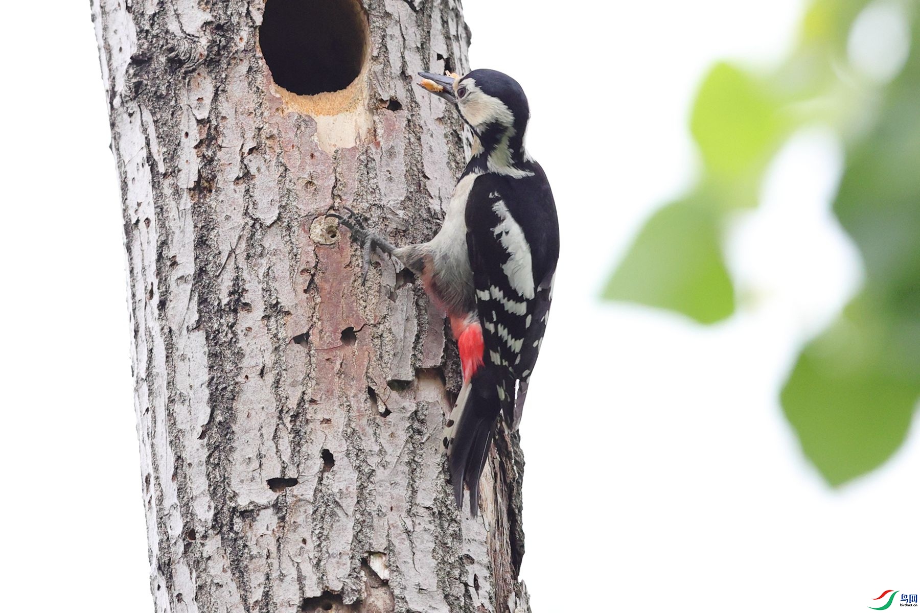 �����ľ��6