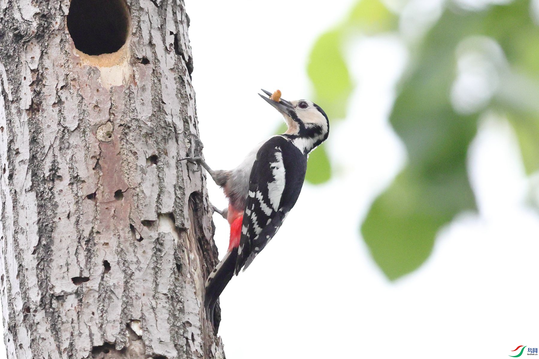 �����ľ��8