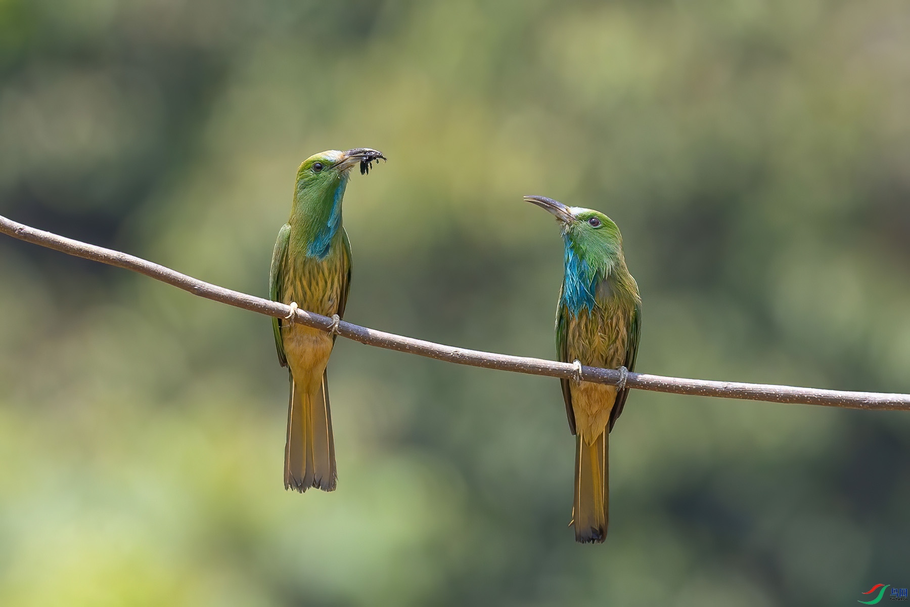 ����ҹ�仢