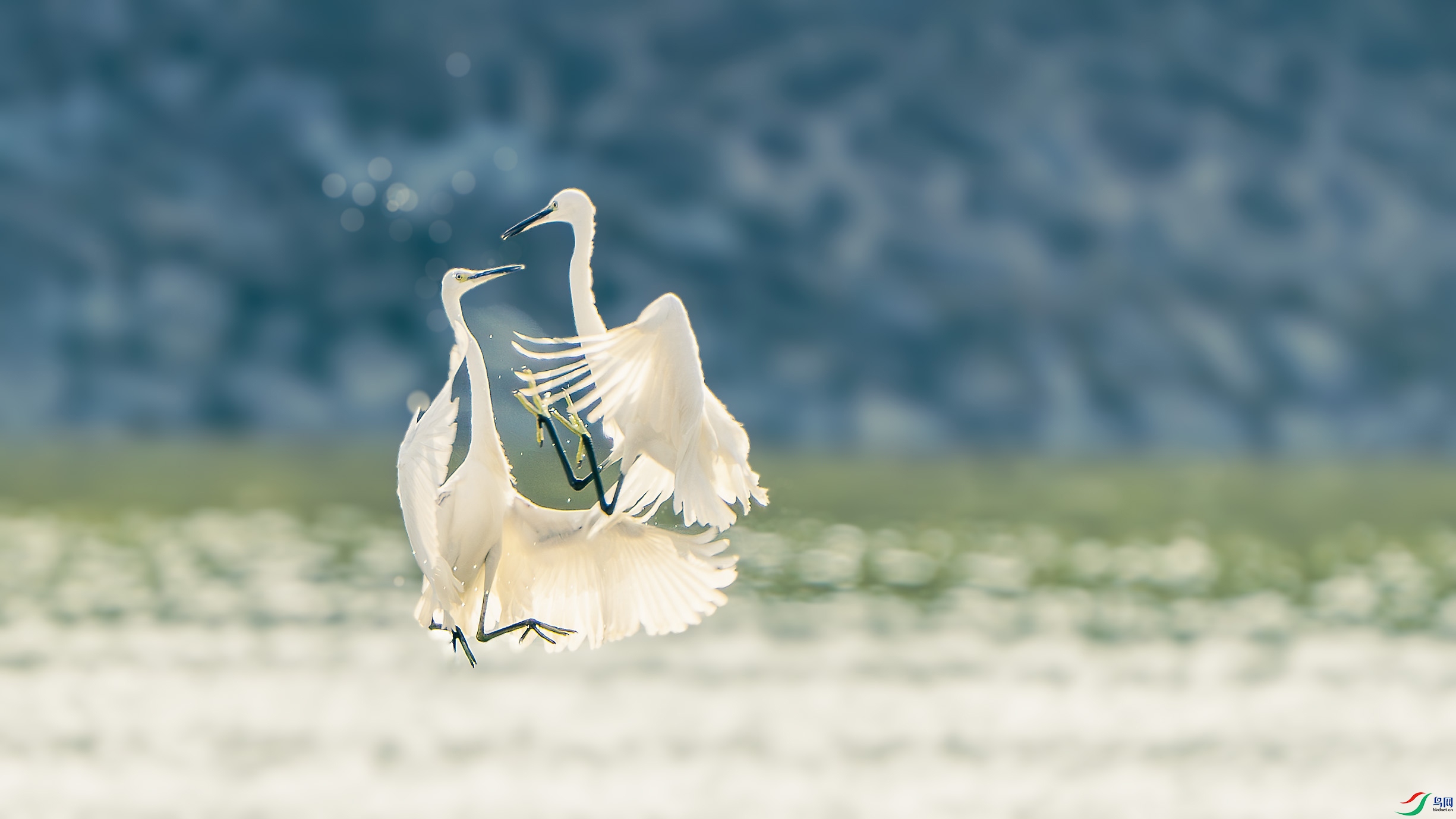 _ZZX3093-����ǿ-NR ��������.jpg