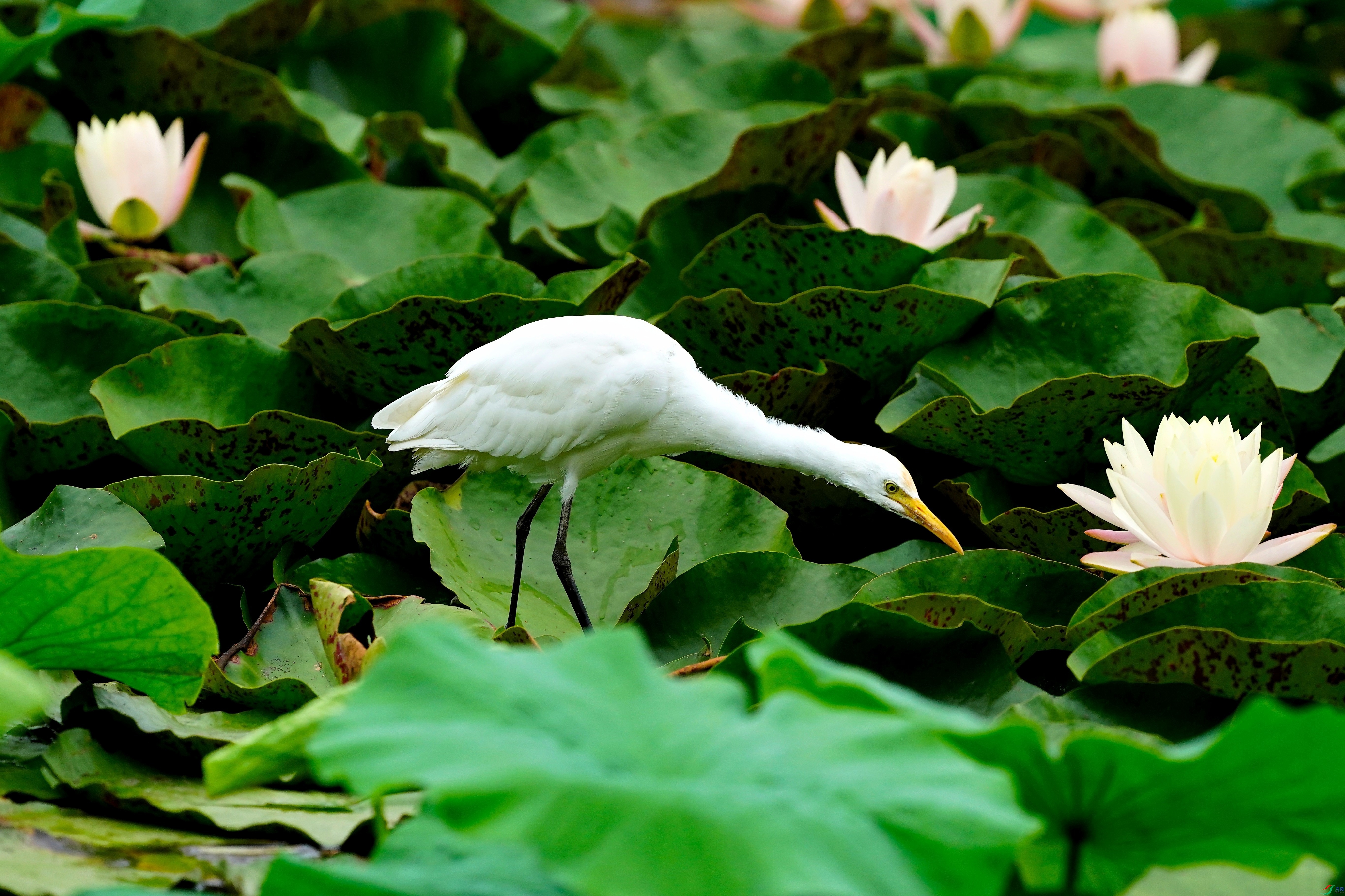 DSC03342_01.JPG